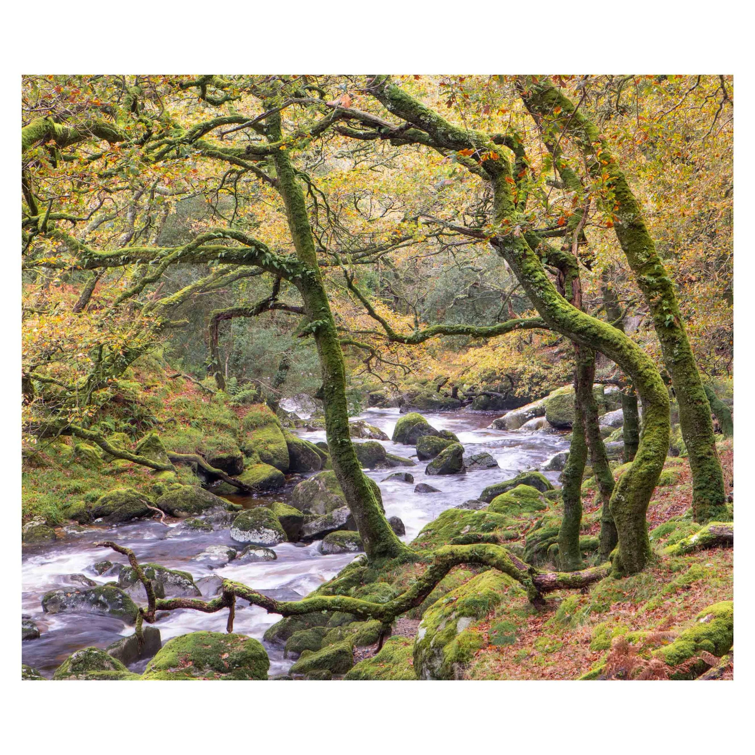 River Plym, Autumn 2025