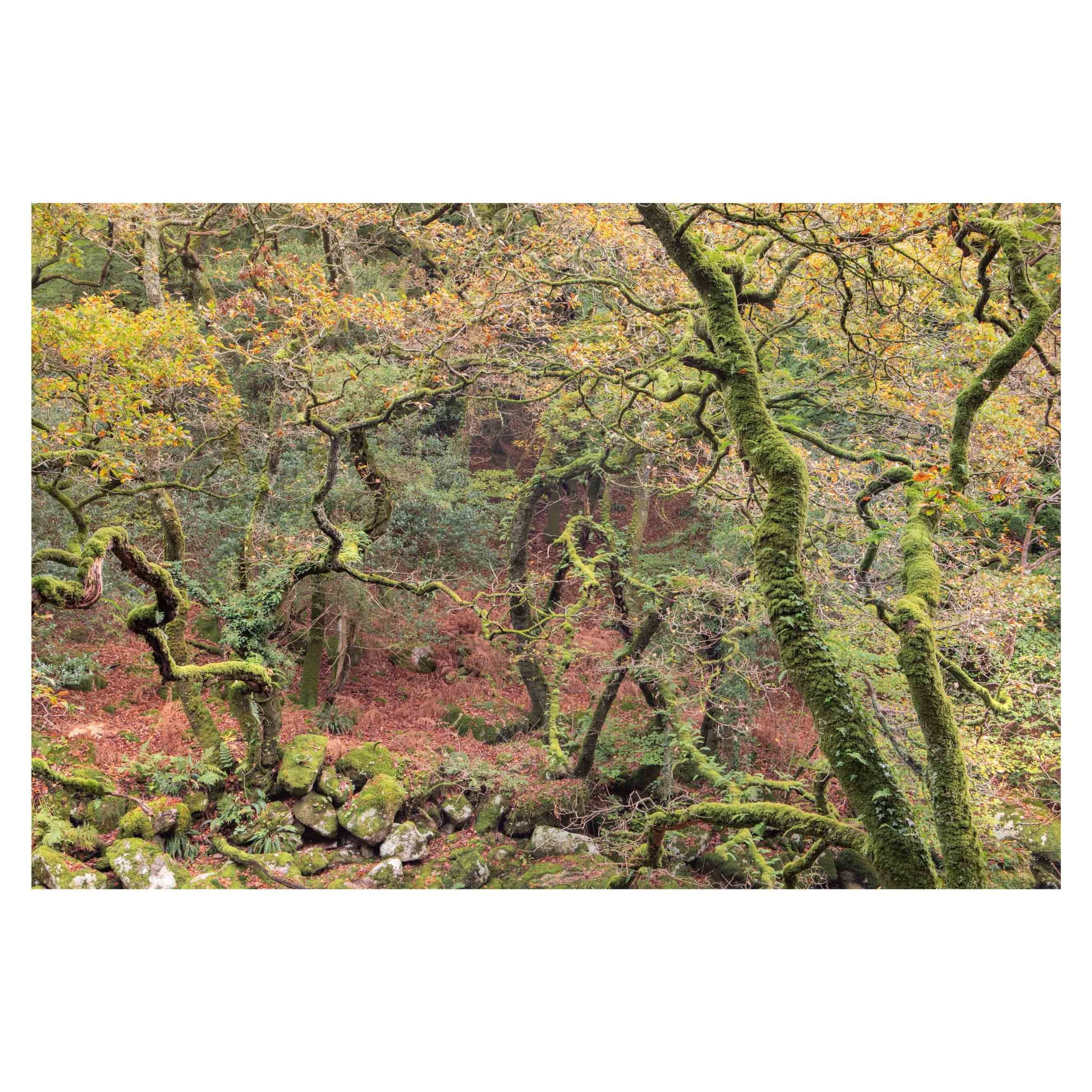 Dartmoor, Autumn 2025