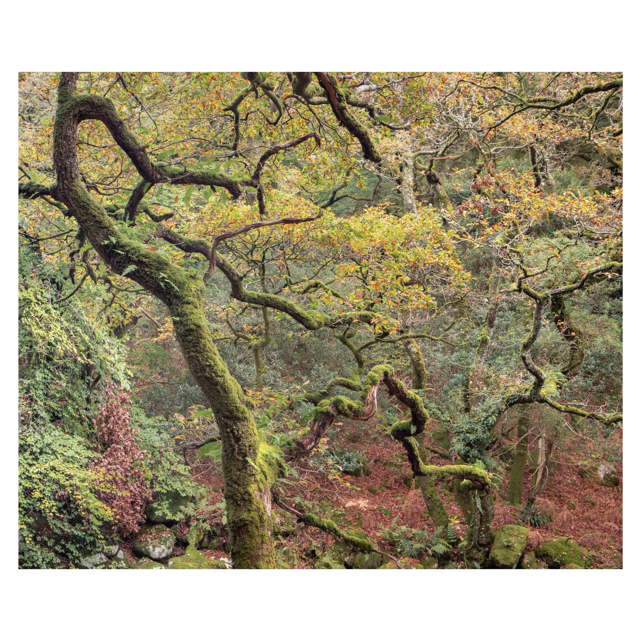 Dartmoor, Autumn 2025