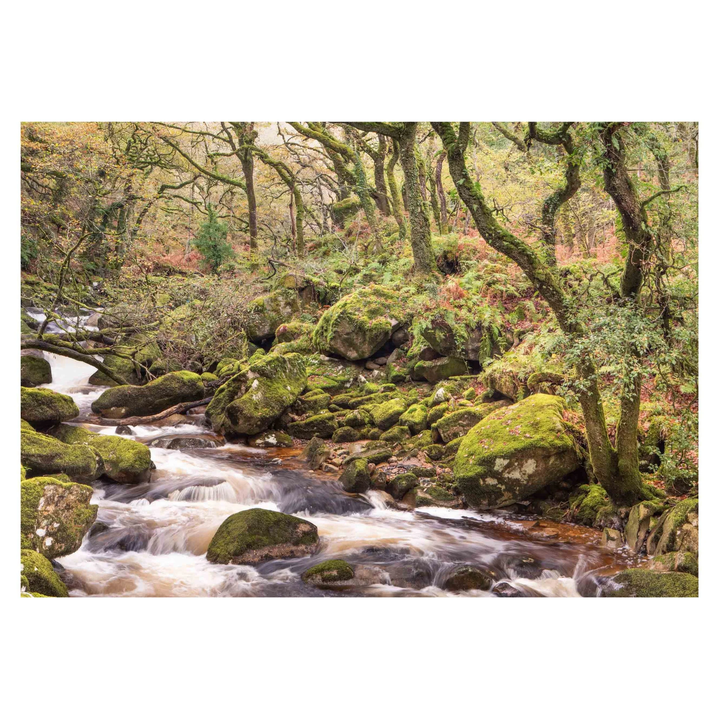 River Plym, Autumn 2025