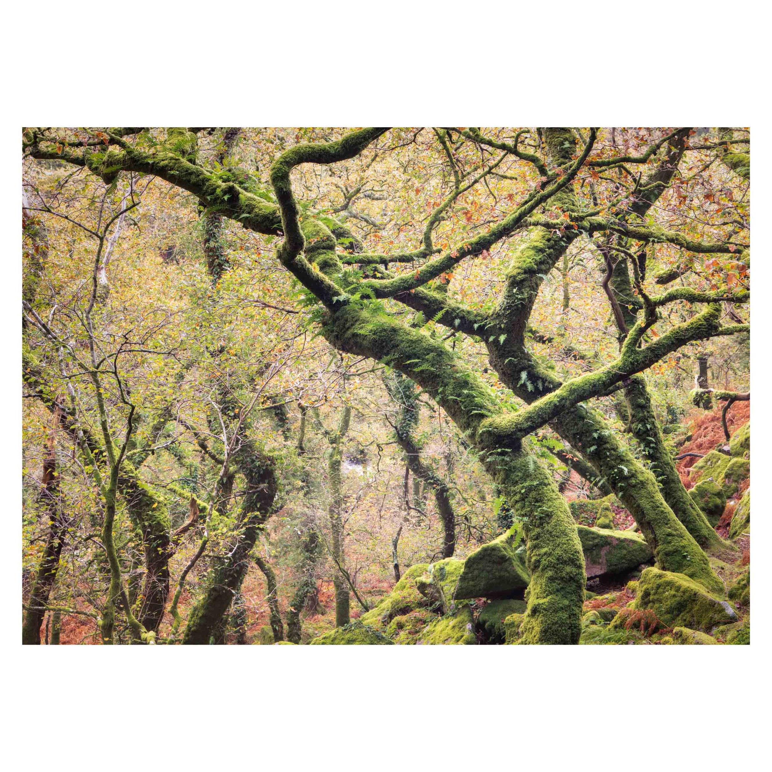 Dartmoor, Autumn 2025