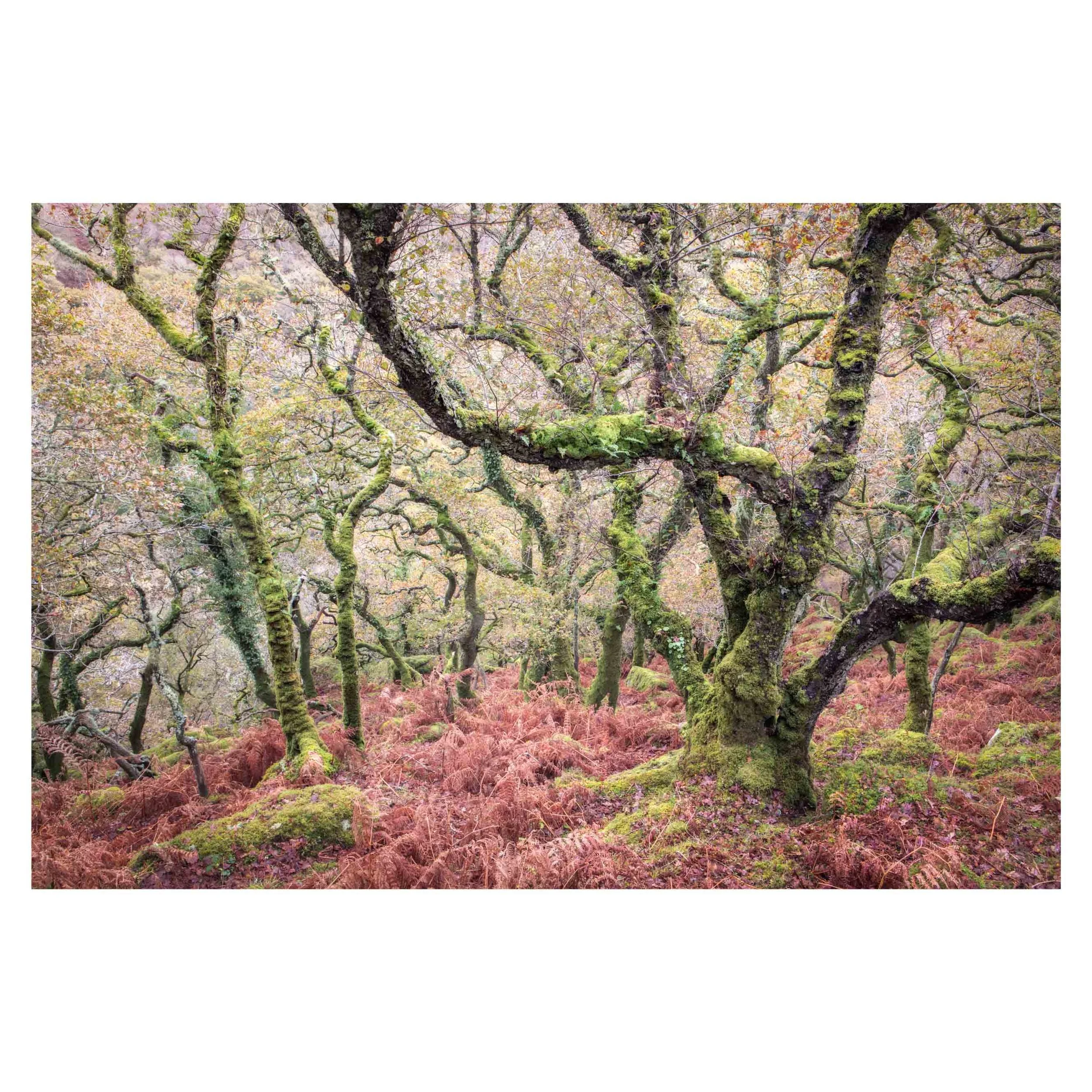 Dartmoor, Autumn 2025