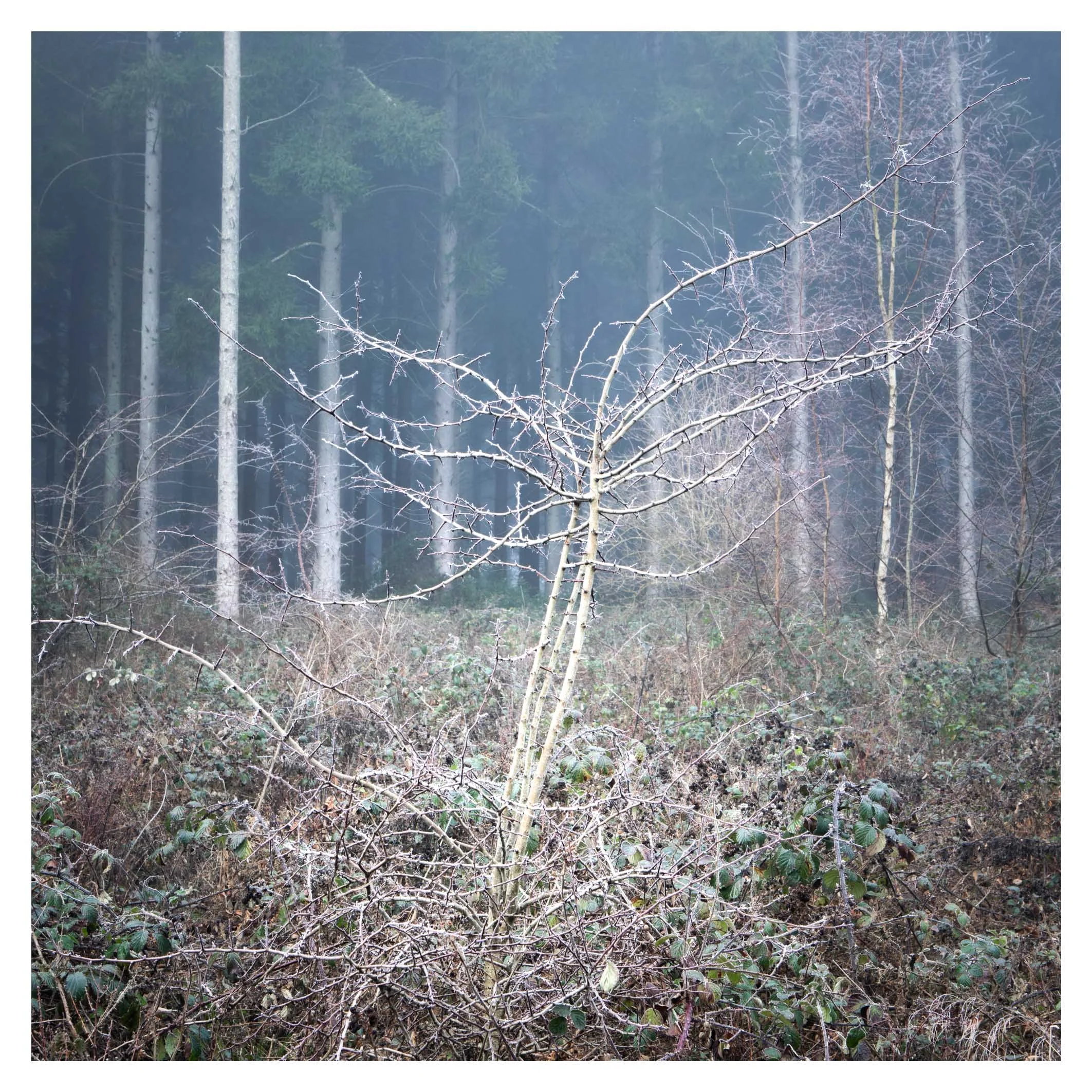 Dancing branches, hoar frost, Micheldever, Hampshire
