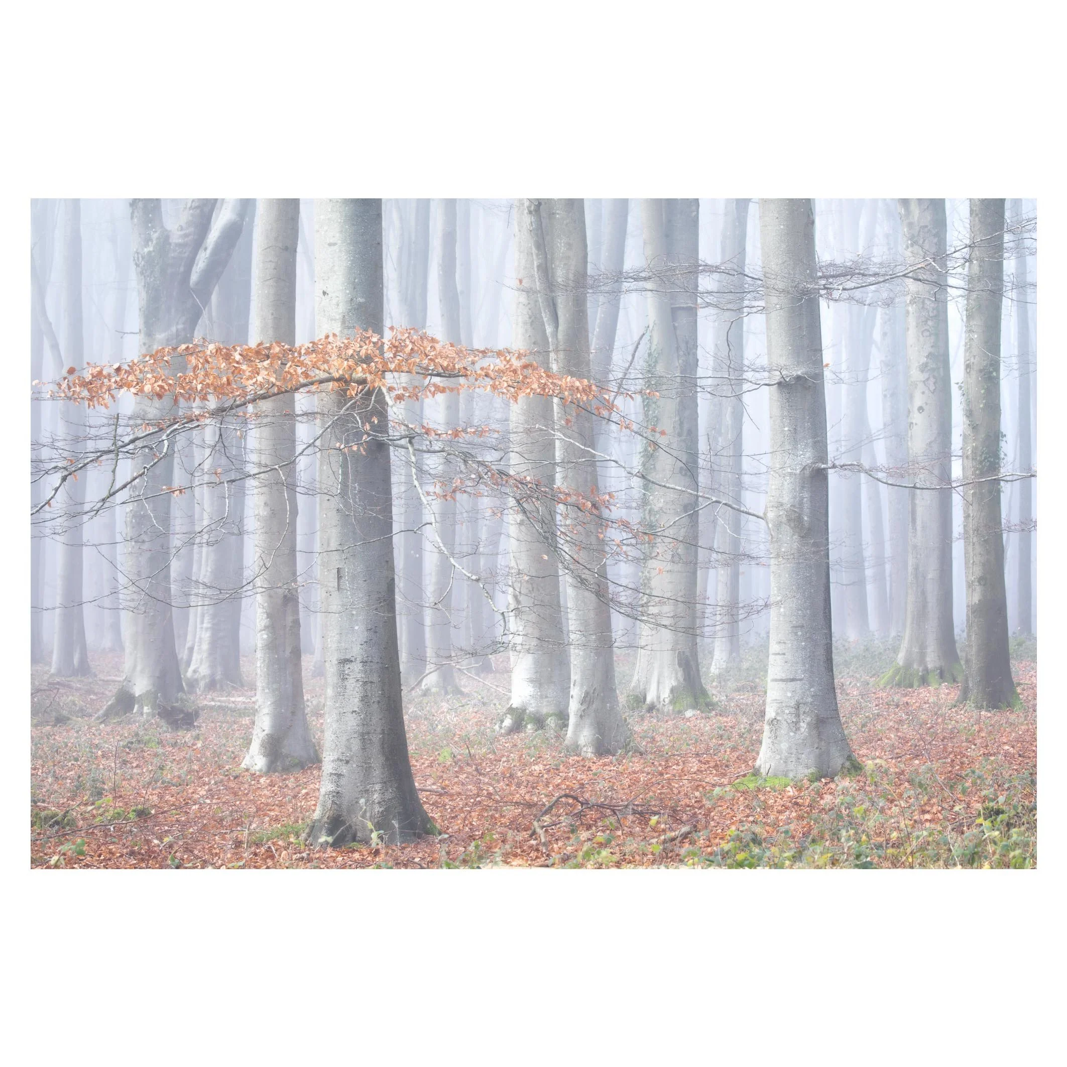 Beech woodland in winter, near Micheldever, Hampshire