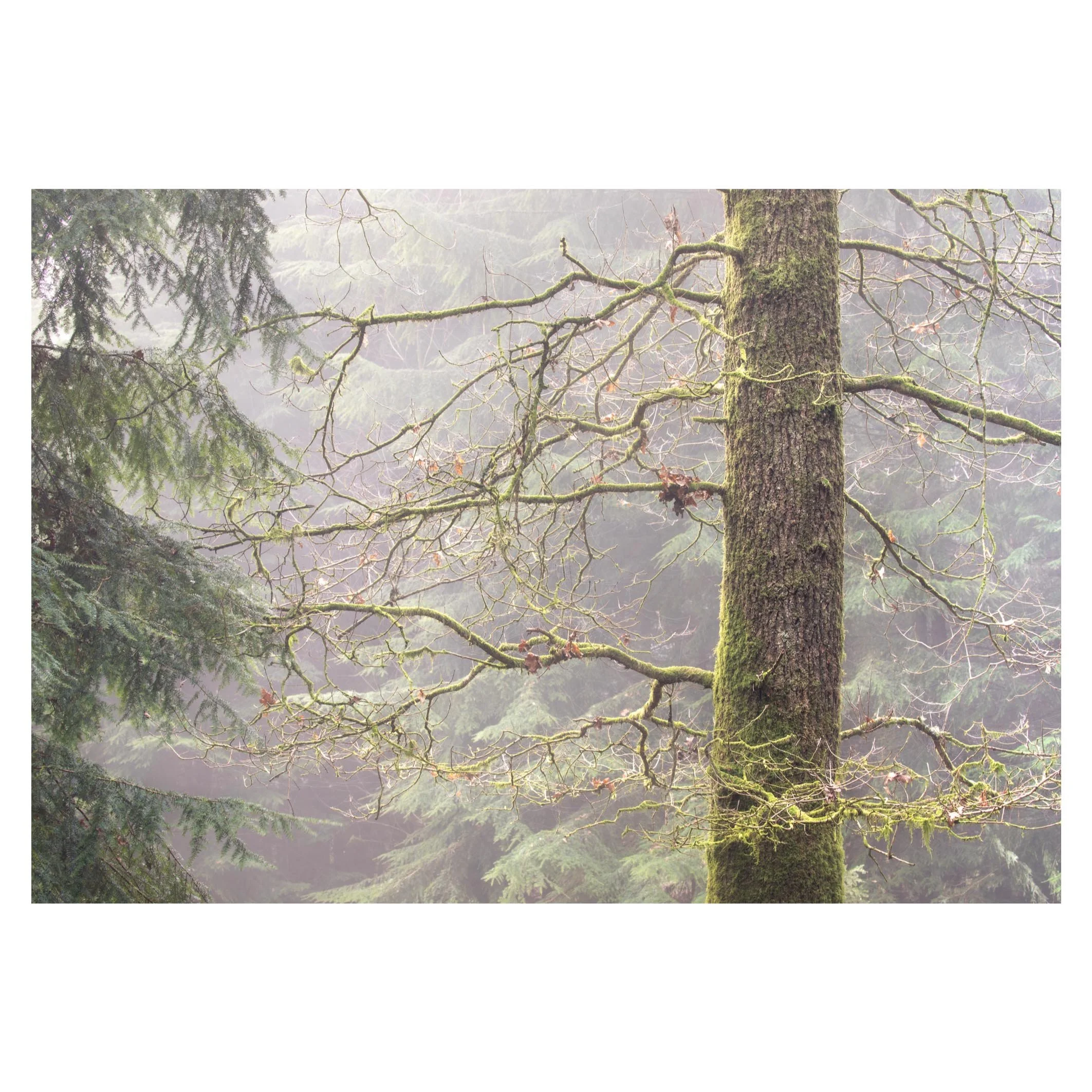Backlit mossy oak and conifers, Micheldever, Hampshire