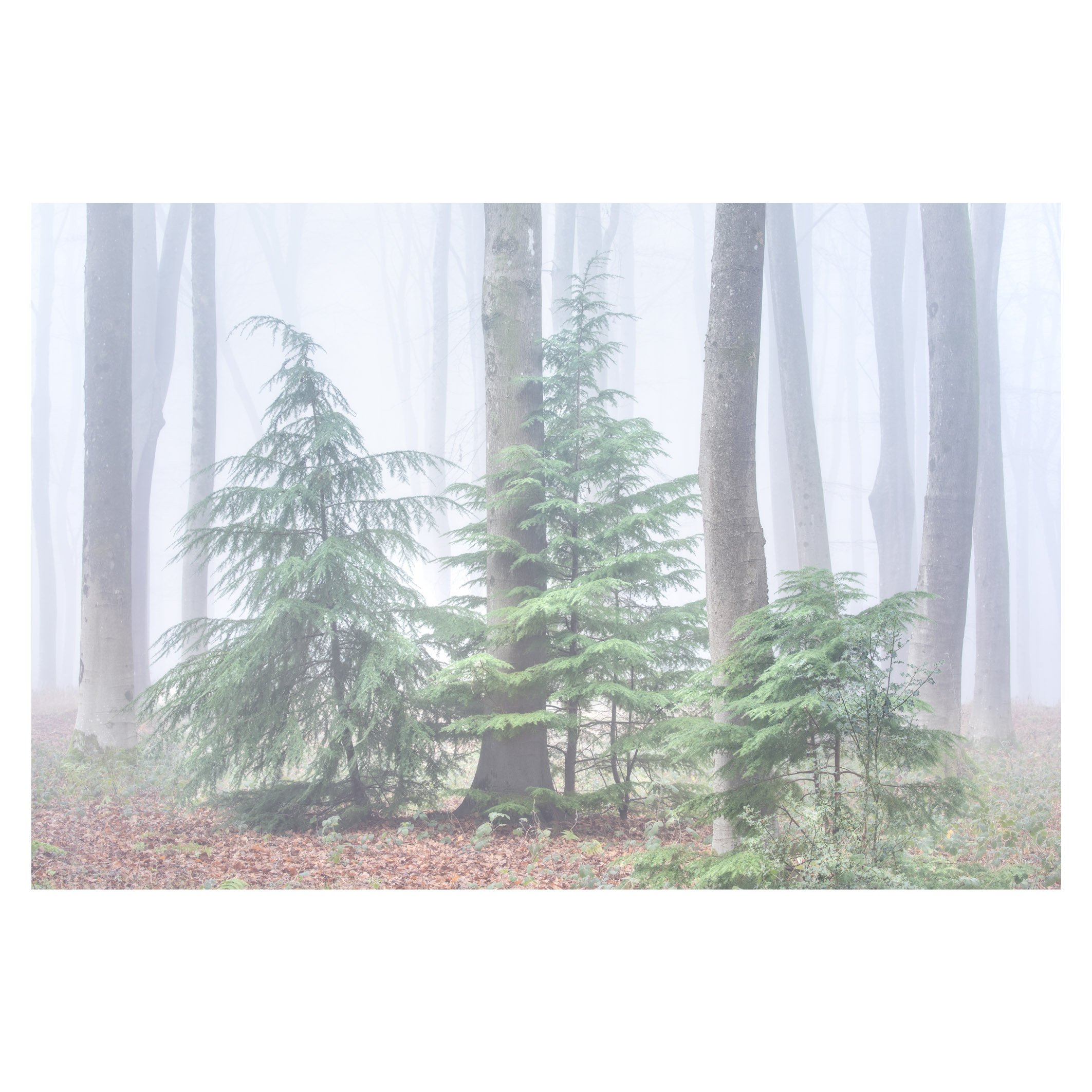Micheldever Christmas trees, Hampshire