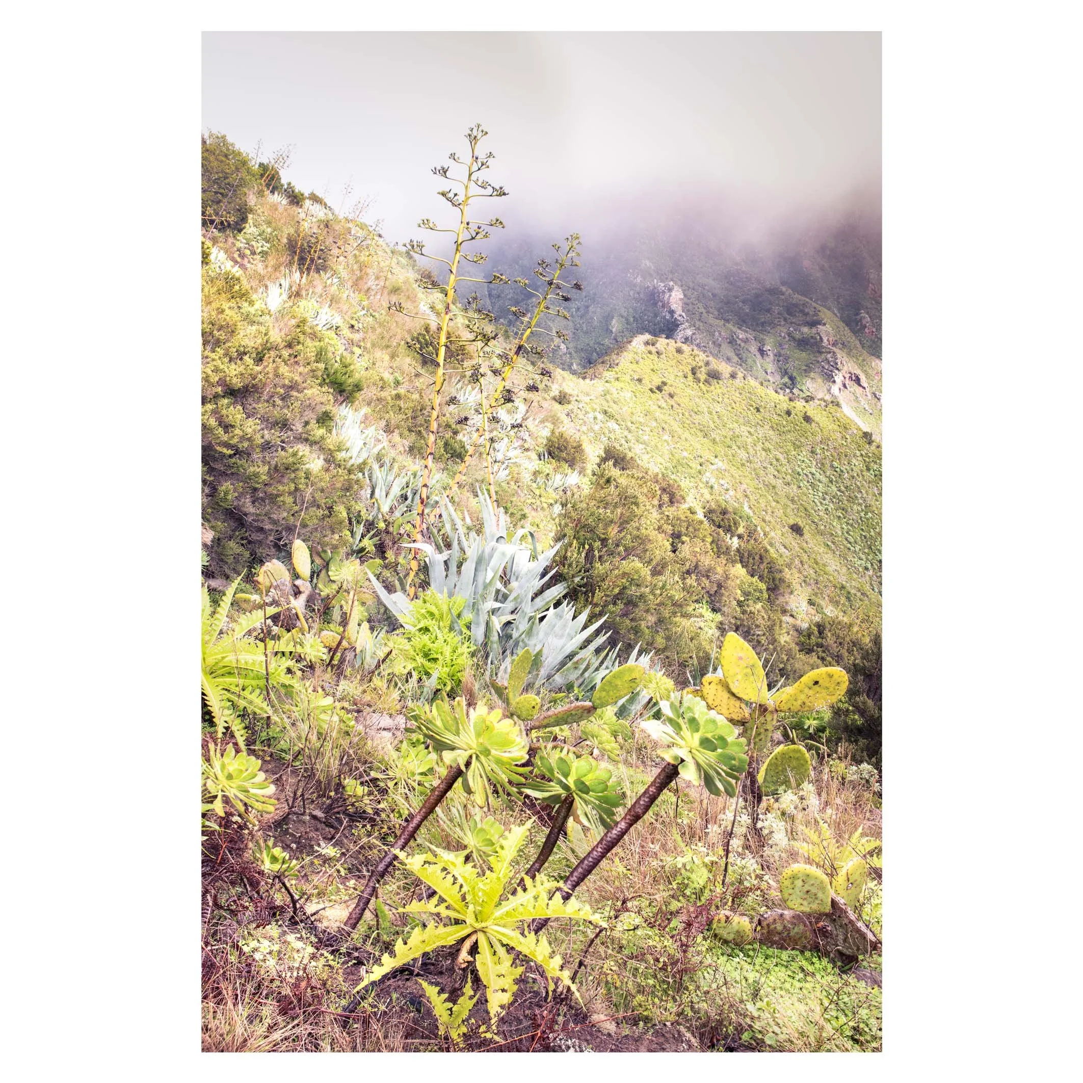 Lush and diverse plantlife, Anaga peninsula, Tenerife
