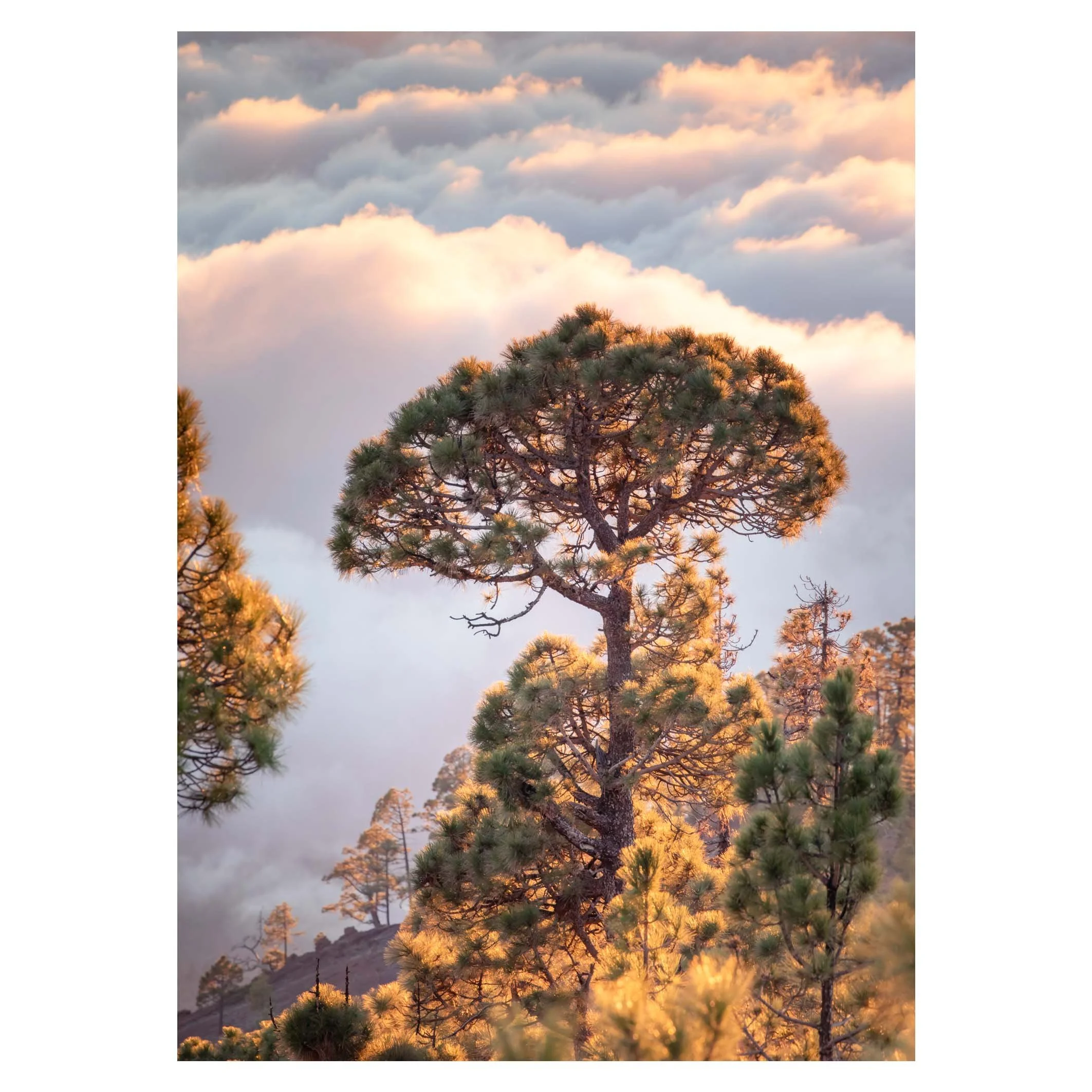 Above the clouds, Tenerife