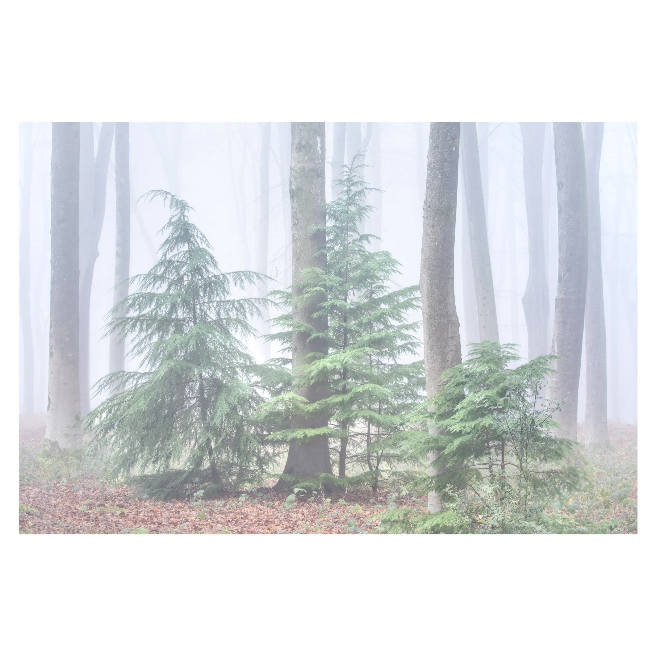 fog-micheldever-christmas-trees-winter.jpg
