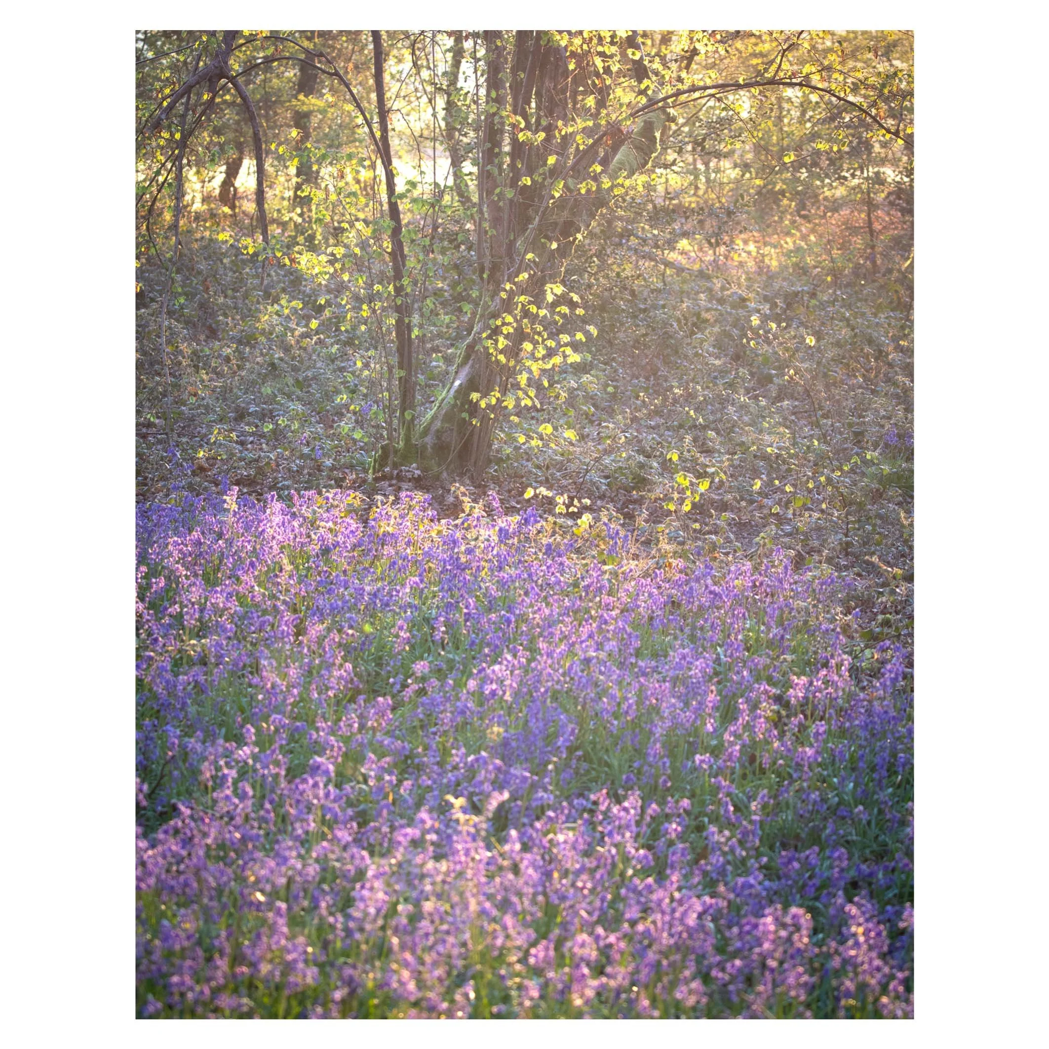 bluebells-sunrise-flowers-wellness.jpg