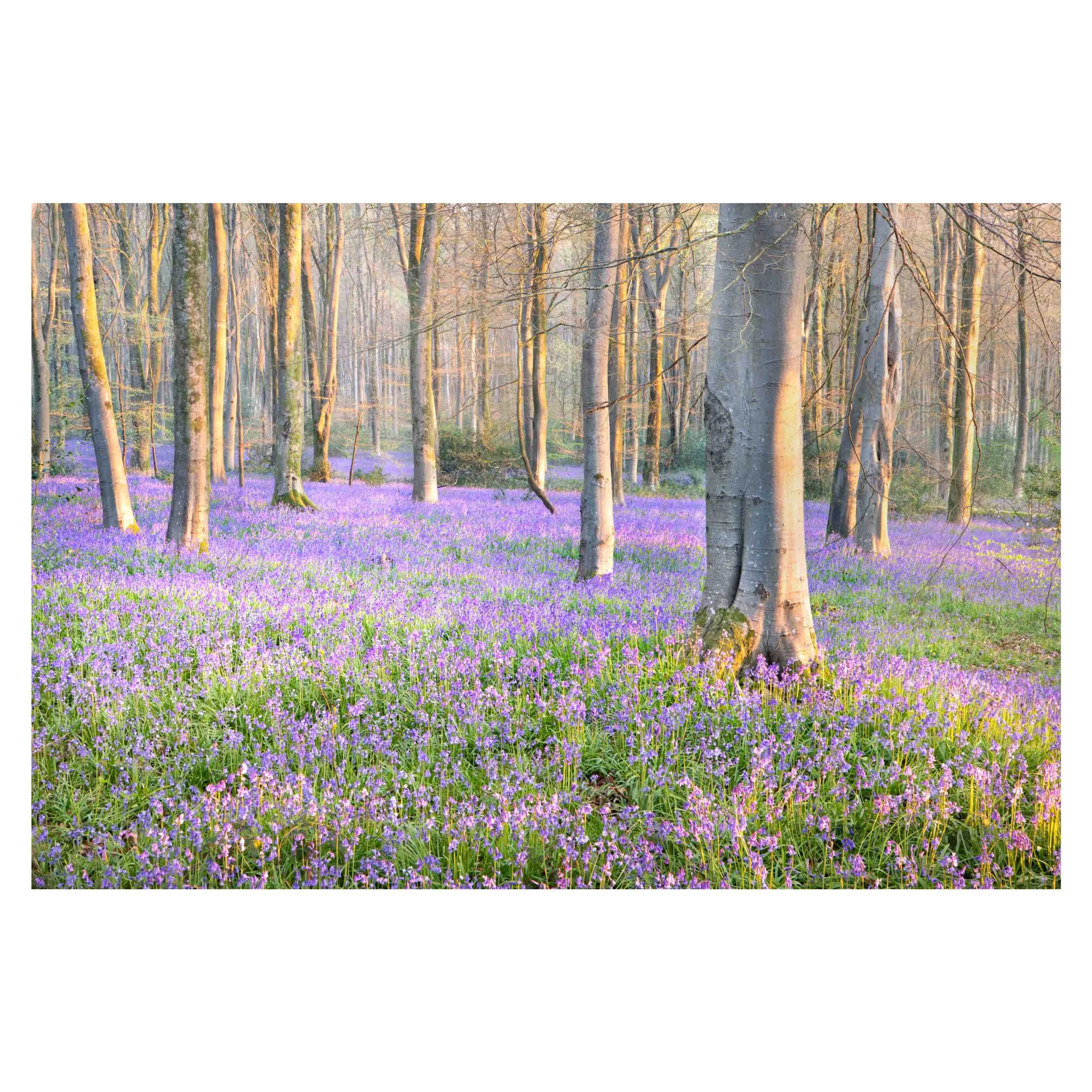 hampshire-bluebells-sunrise-woodland-spring.jpg