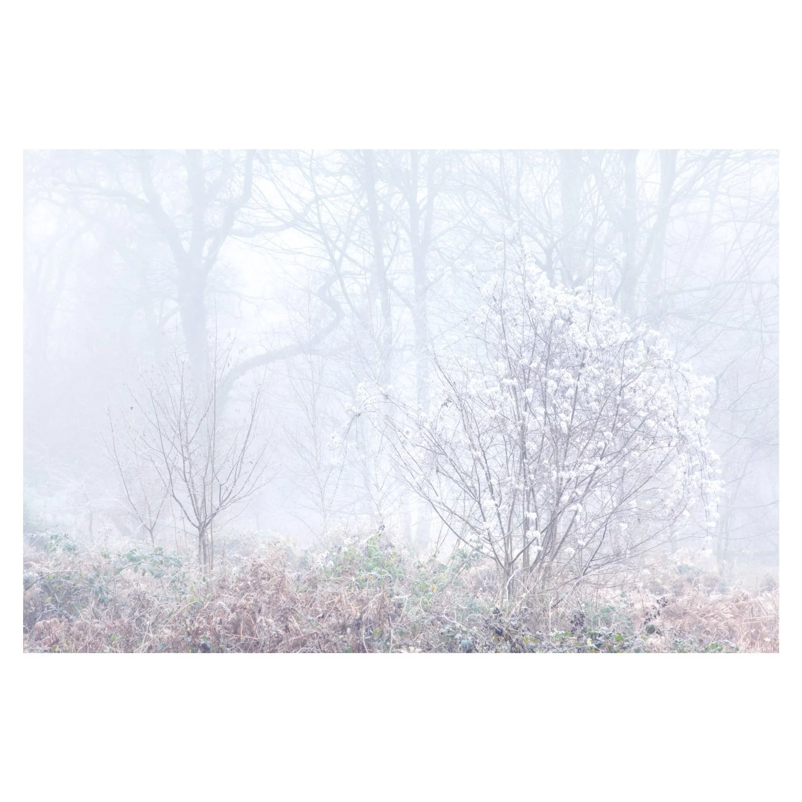 fog-magic-woodland-frost-hampshire-micheldever.jpg