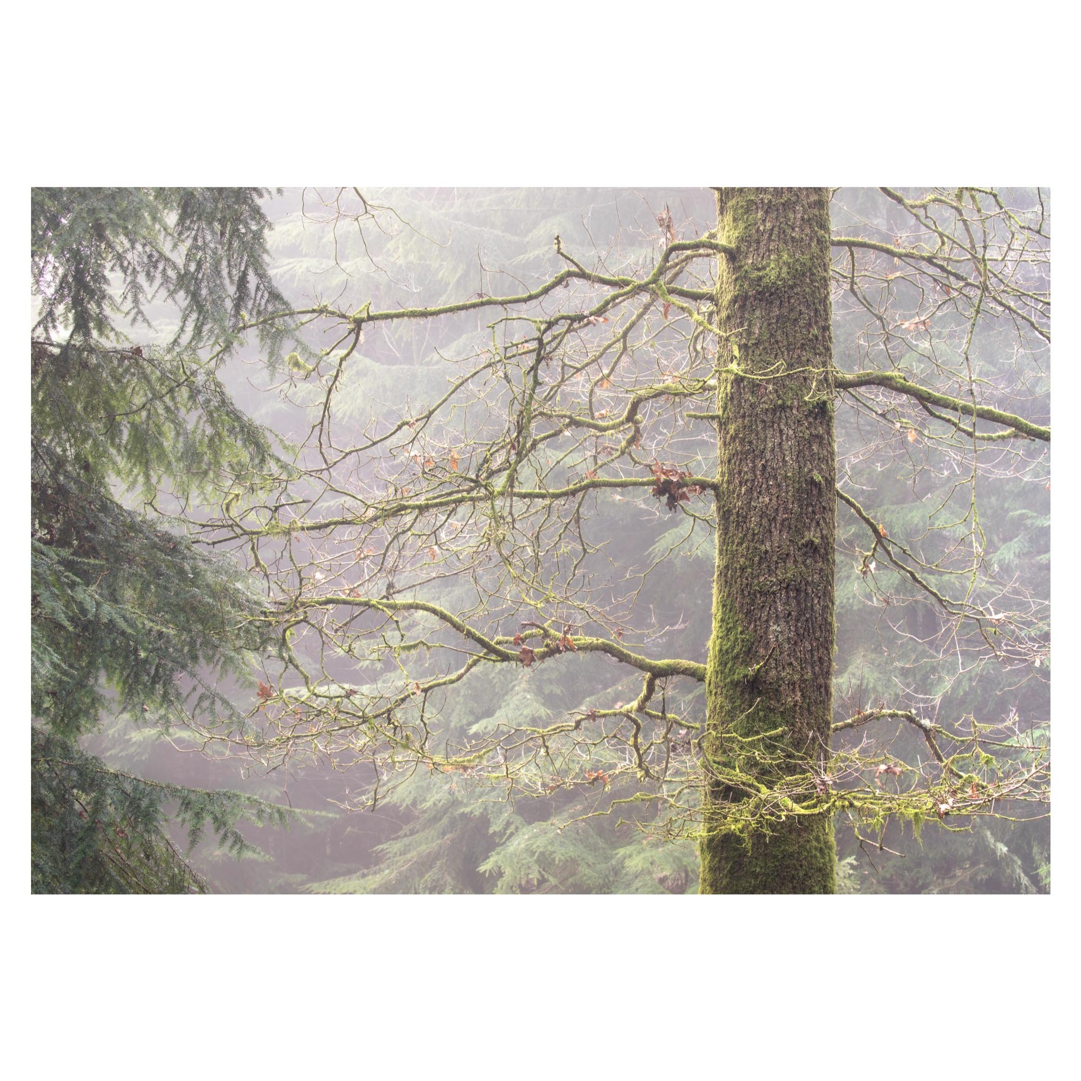 moss-light-mist-oak-detail-magical.jpg