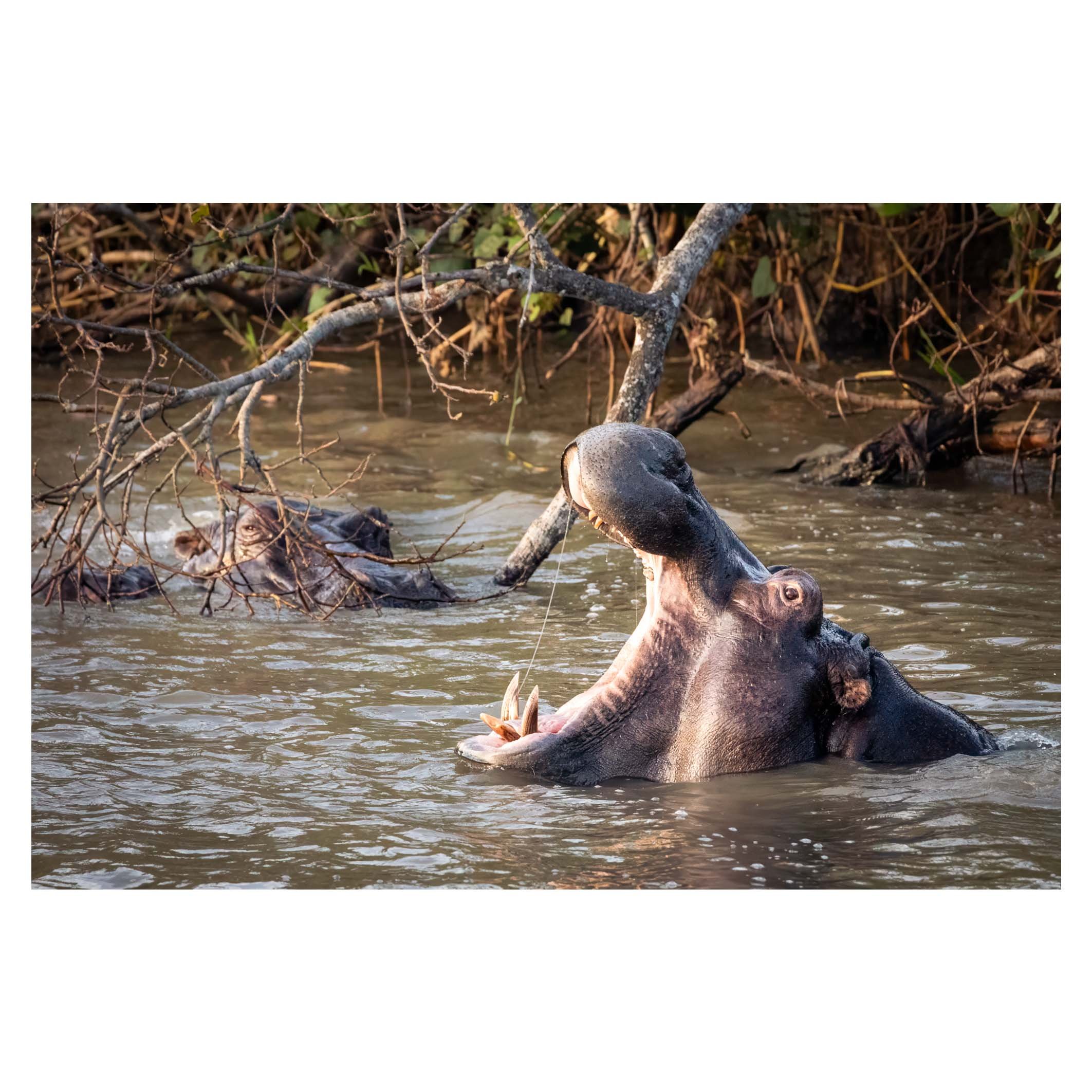 Hippos, St Lucia wetlands, South Africa