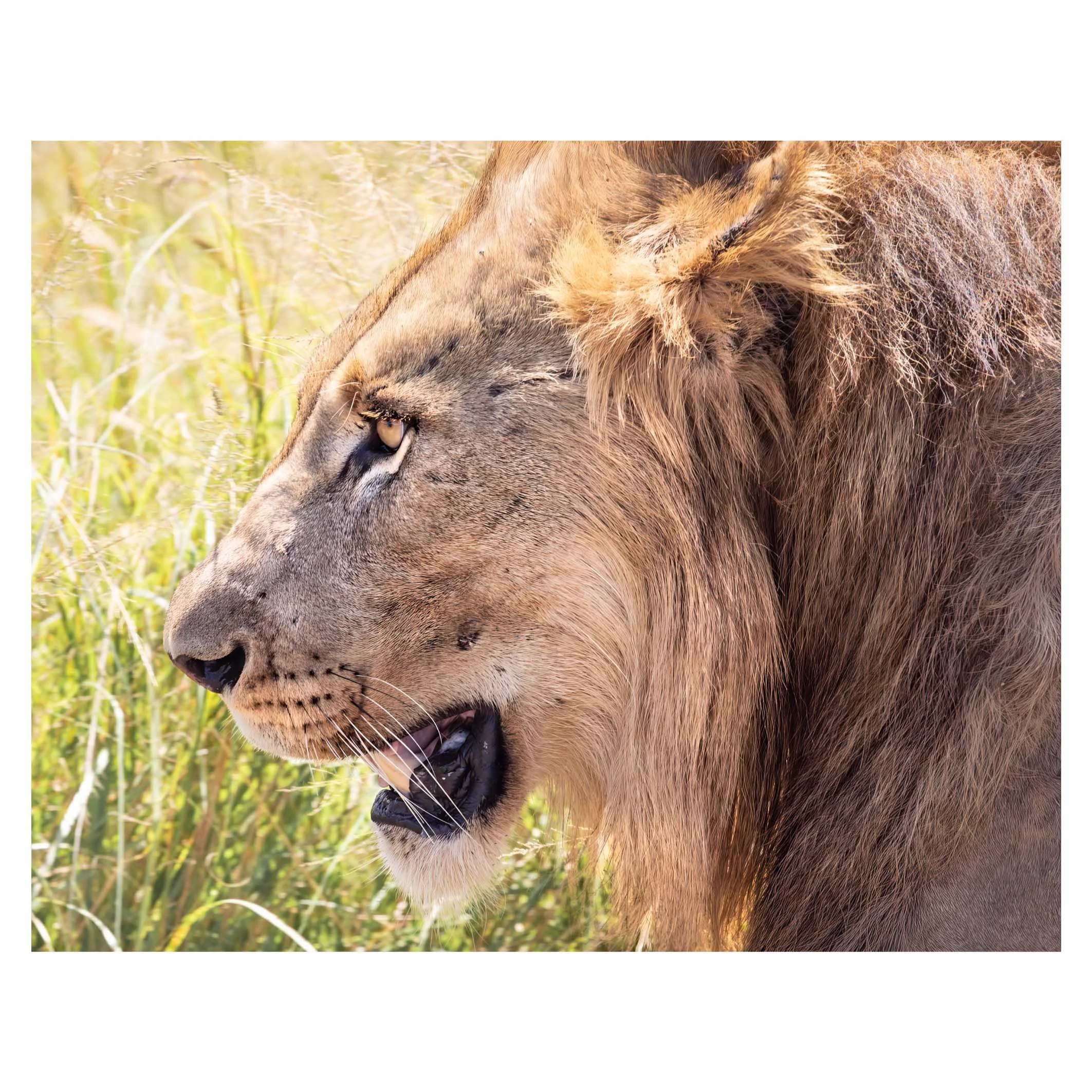 Male lion, Hluhluwe, South Africa