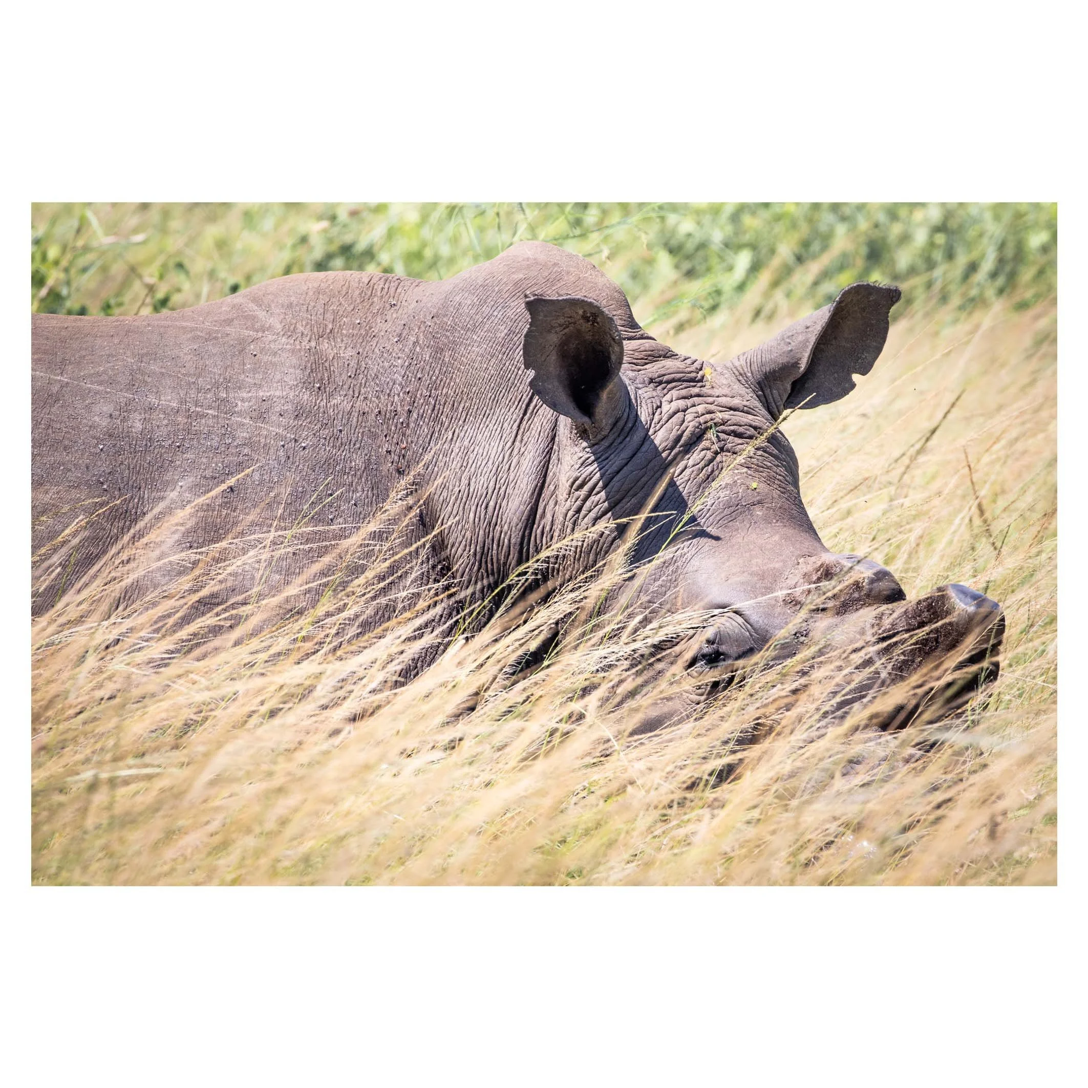 Rhino, Hluhluwe, South Africa