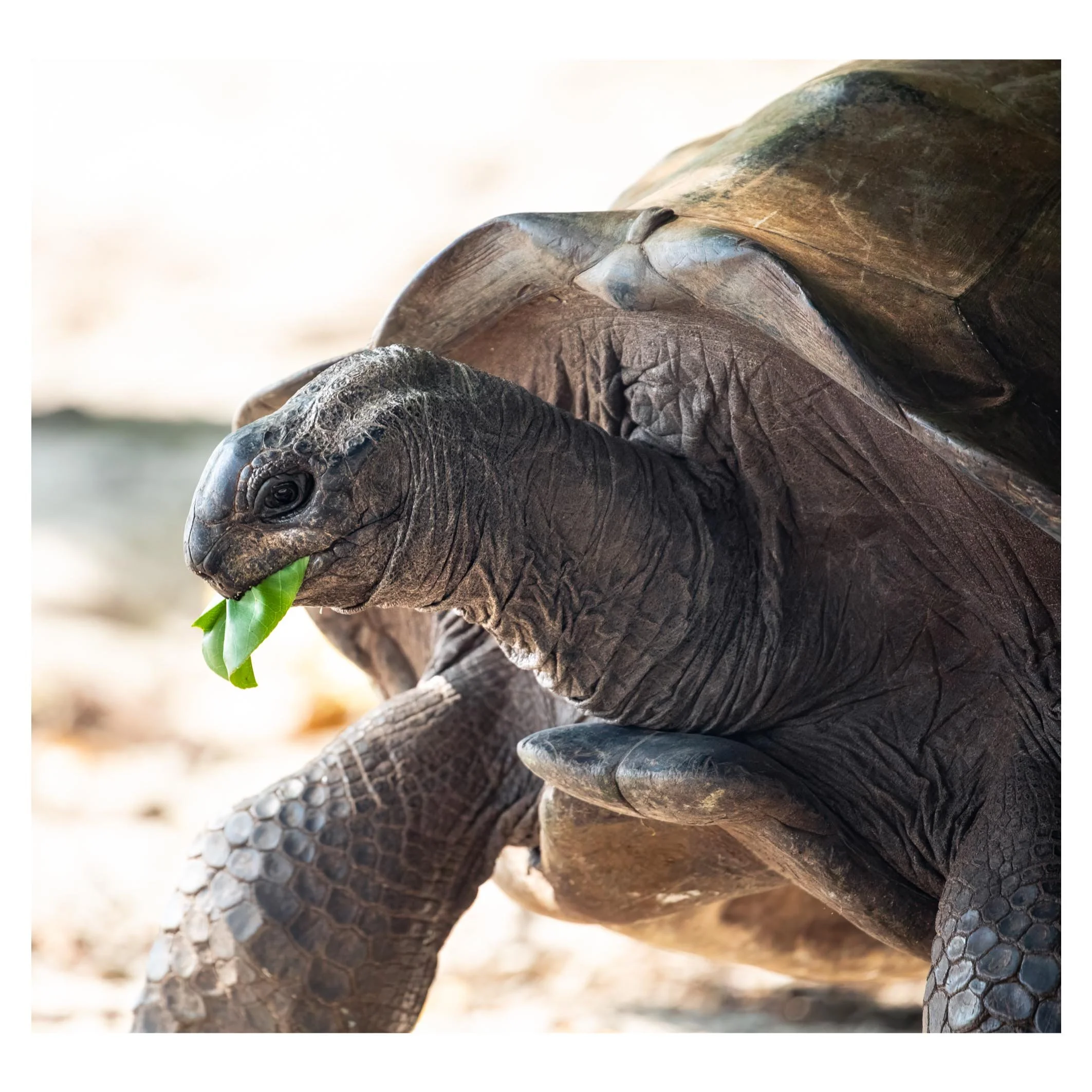 Giant tortoise, Aldabra, Seychelles