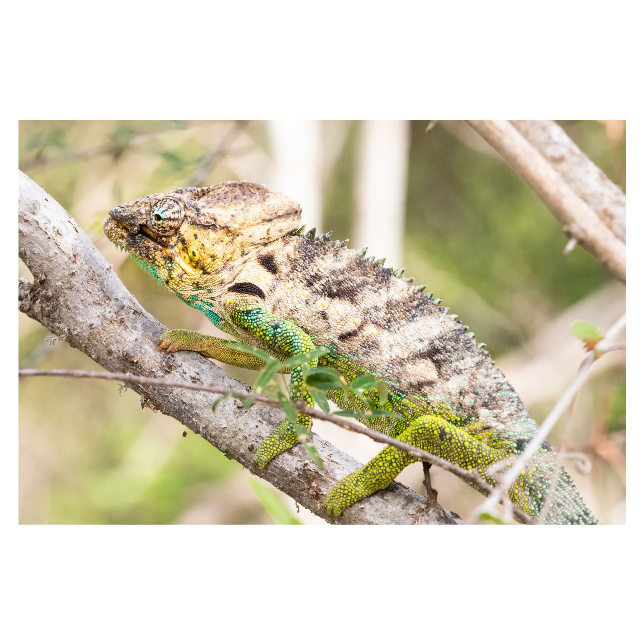 Chameleon, Madagascar