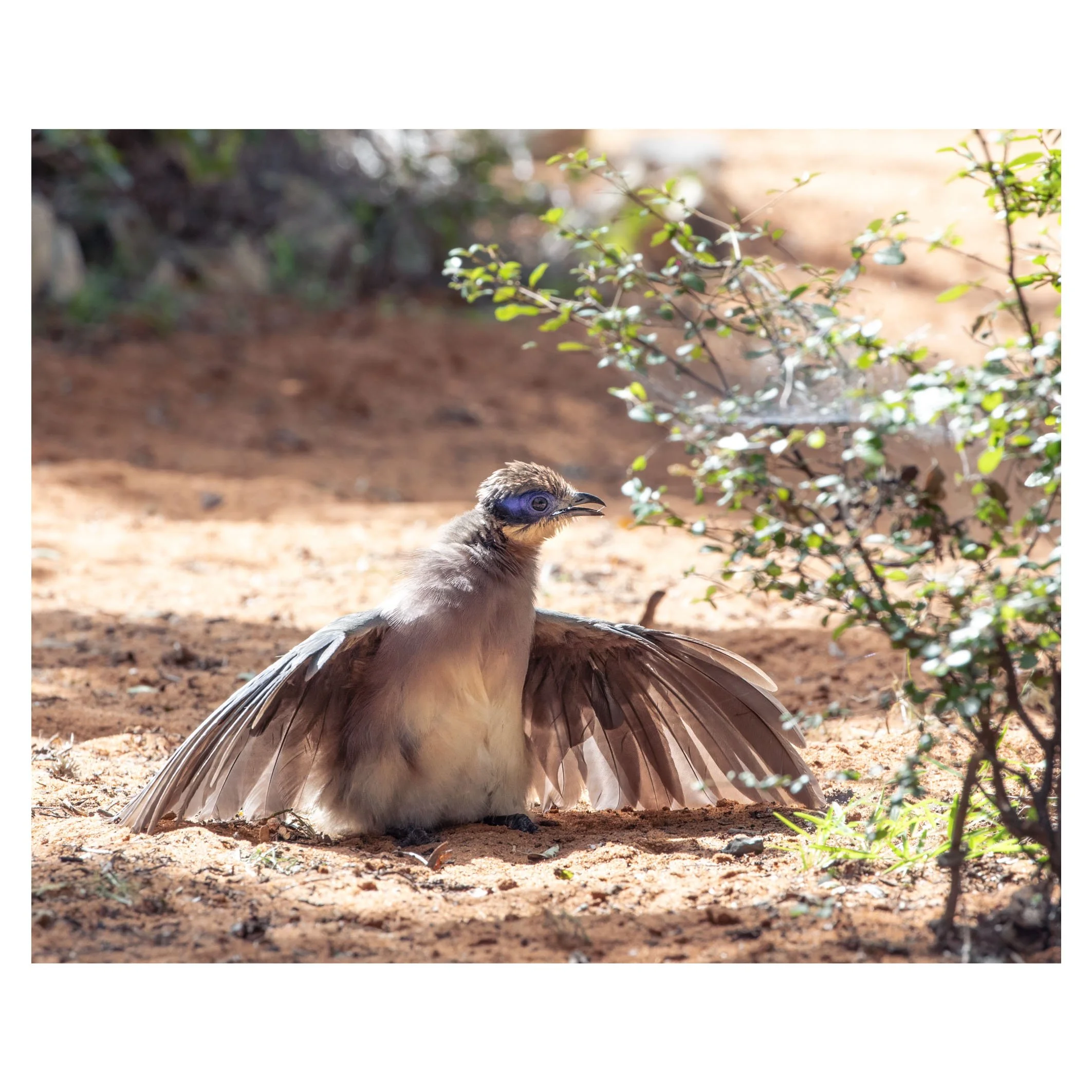 Coua, Madagascar