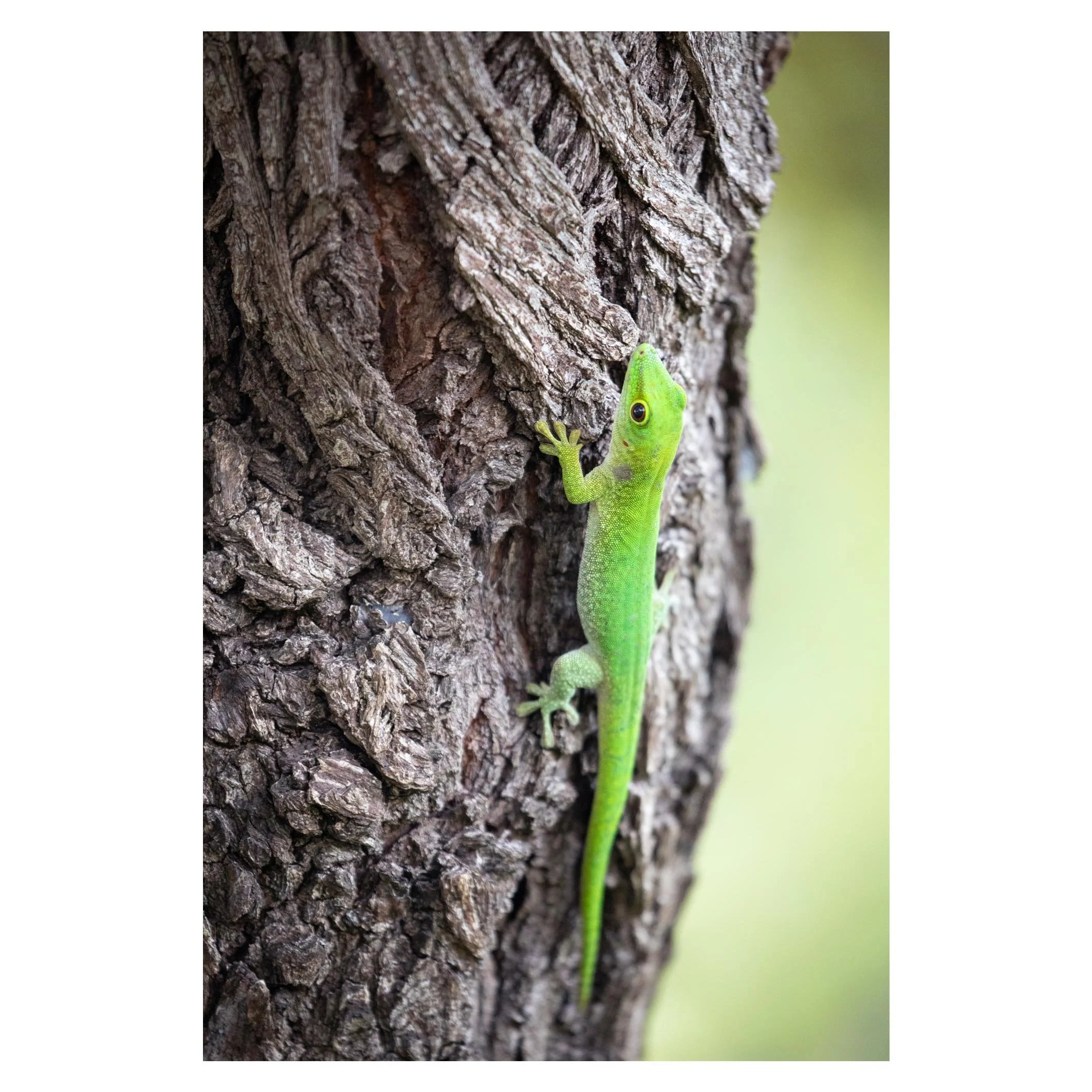 Gecko, Madagascar