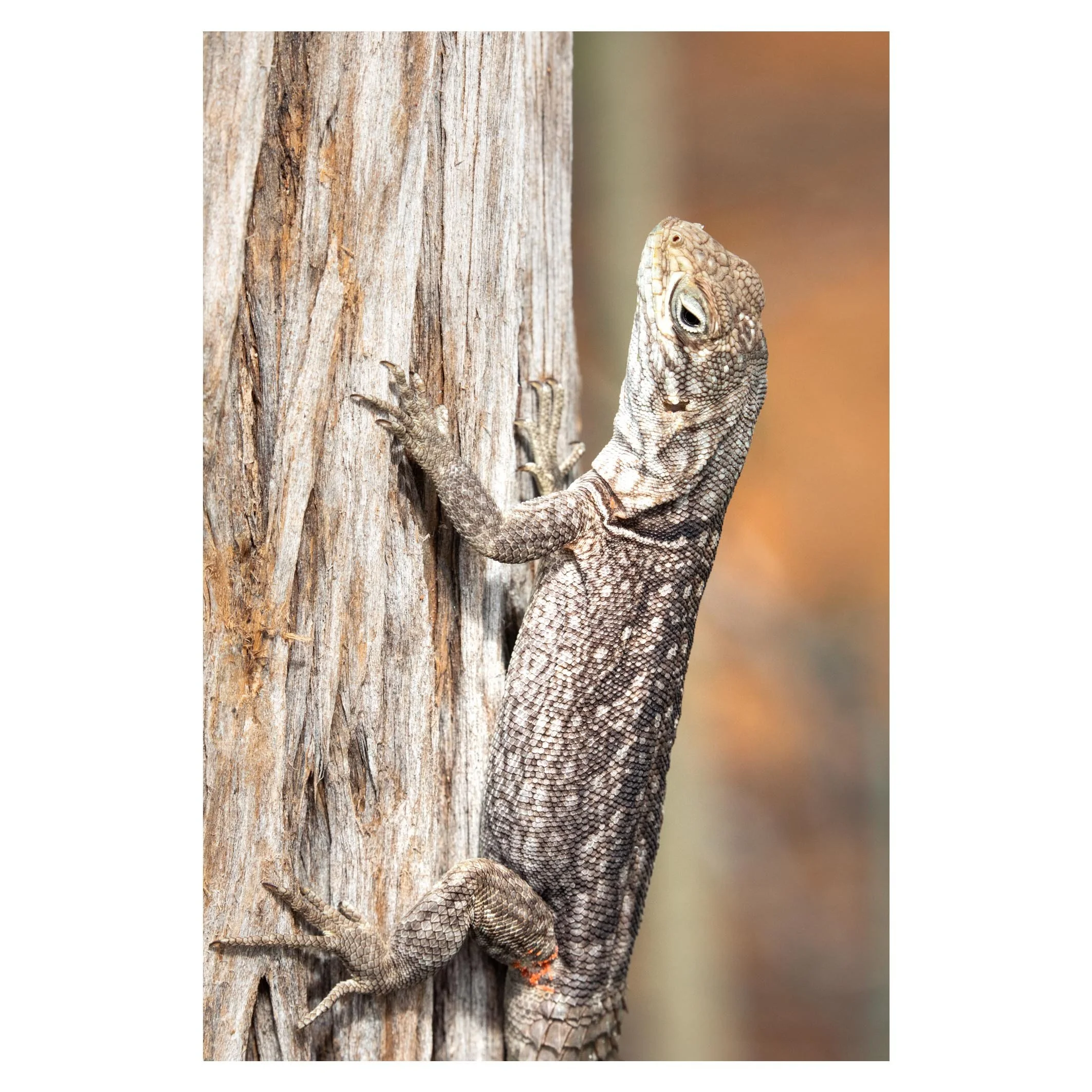 Iguana, Madagascar