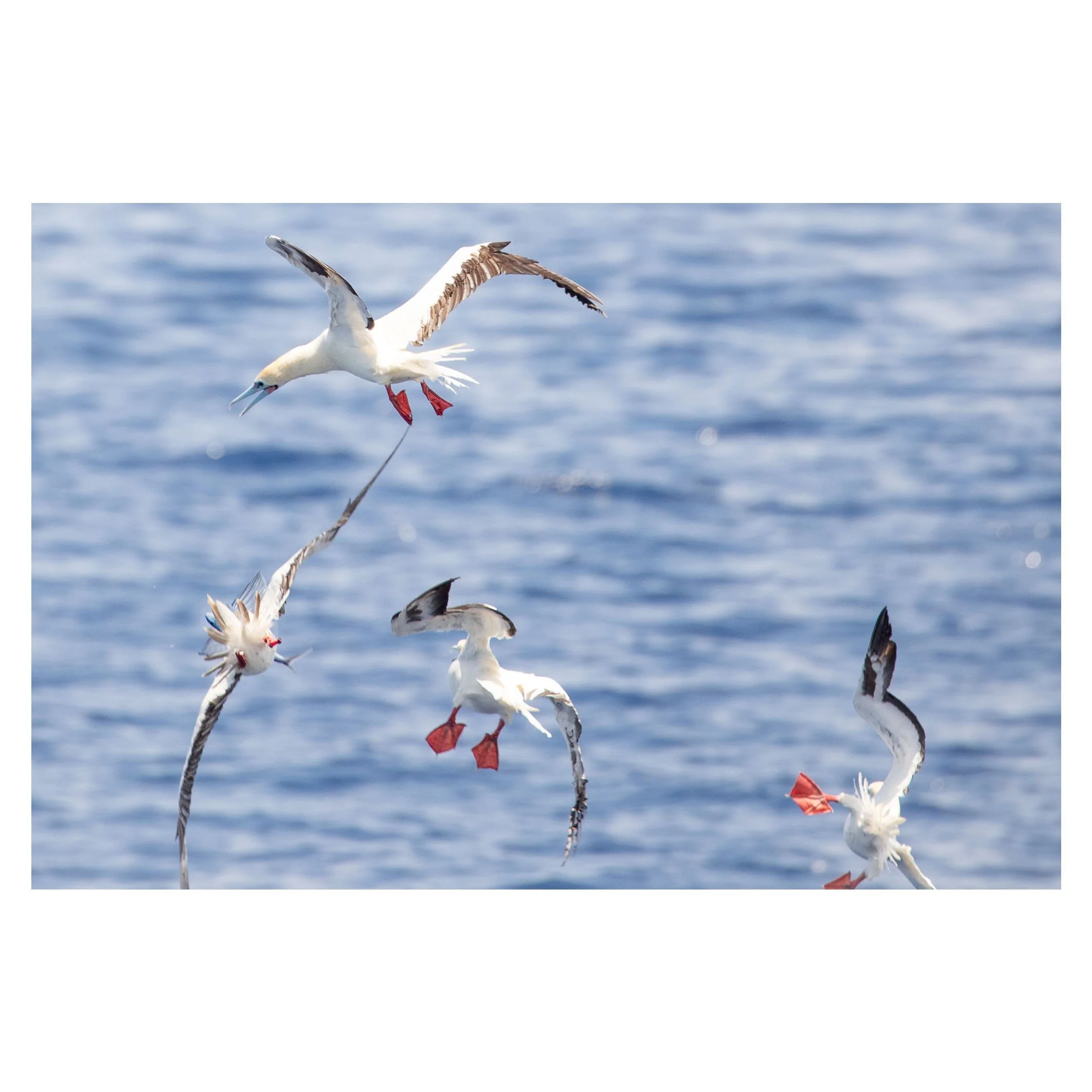 Red-footed boobies, Indian Ocean