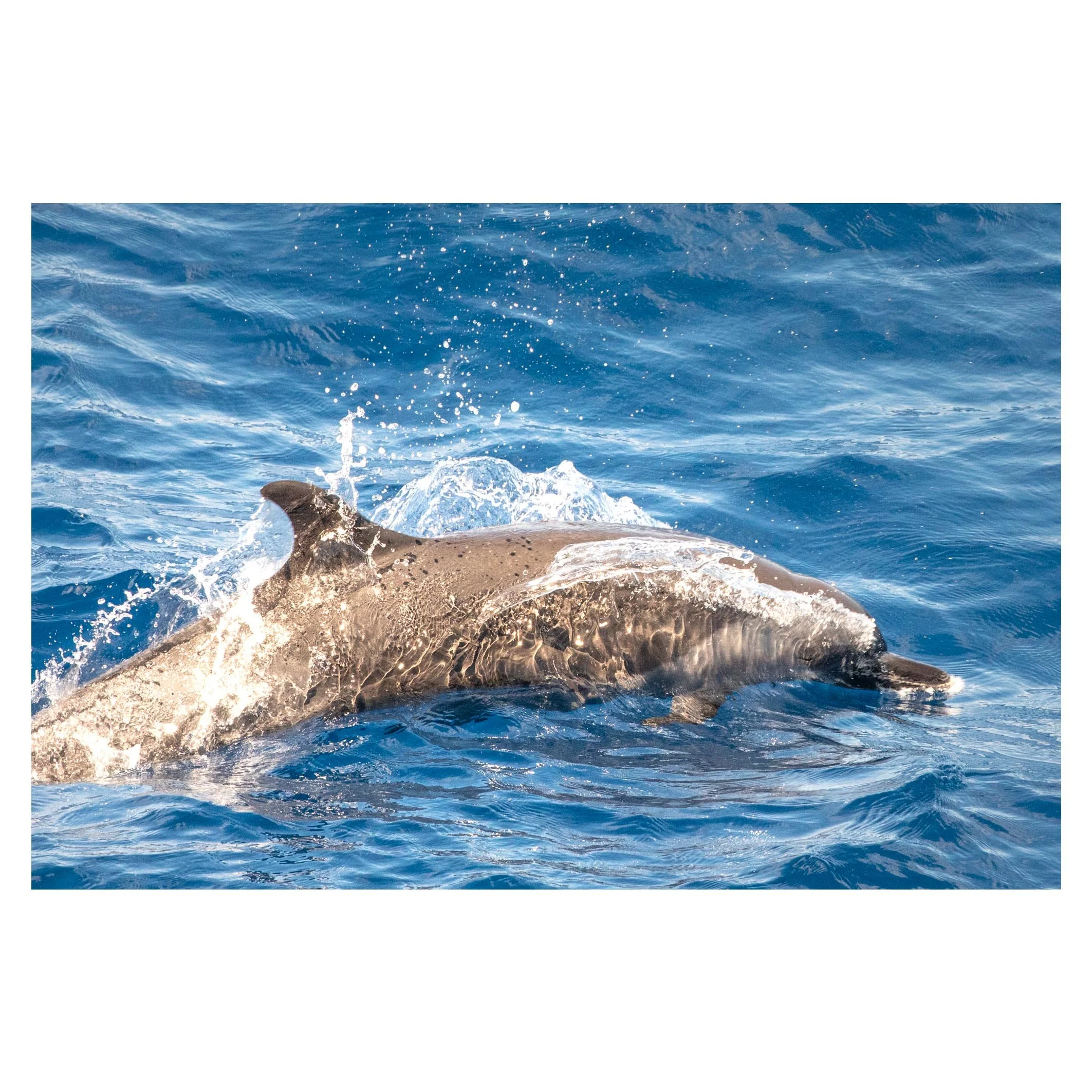 Dolphin, Indian Ocean