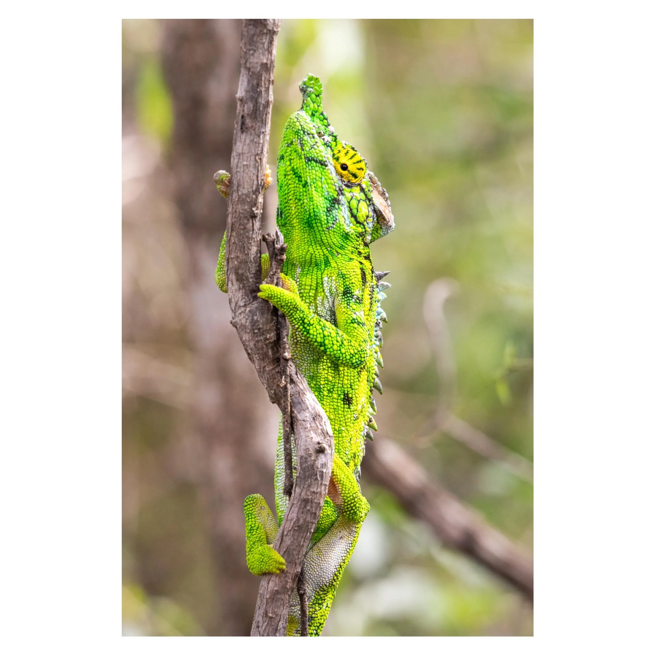 Chameleon, Madagascar