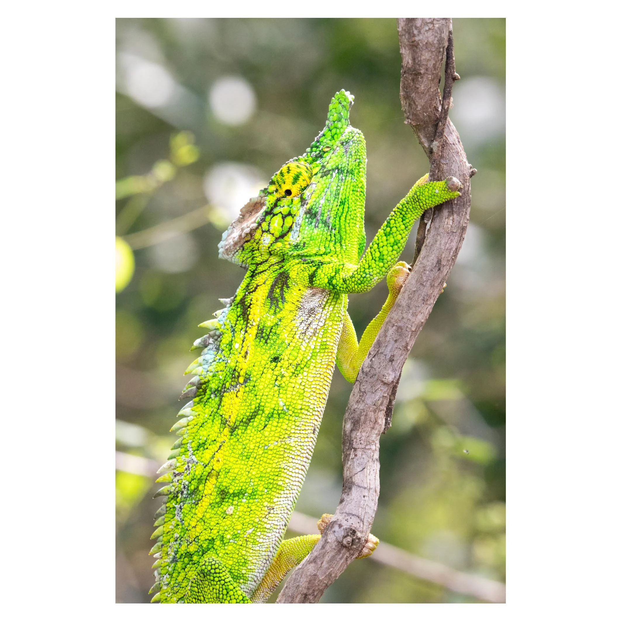 Chameleon, Madagascar