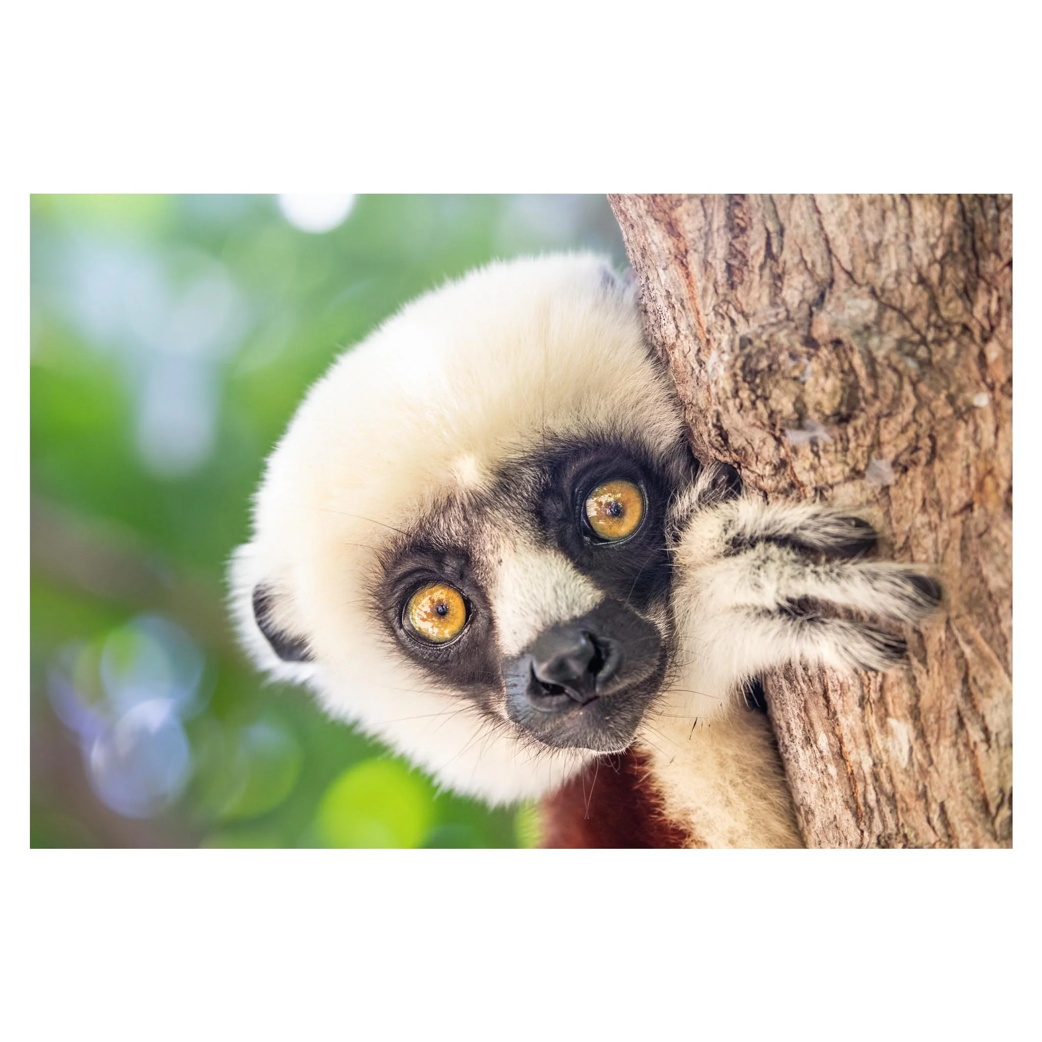 Lemur, Madagascar