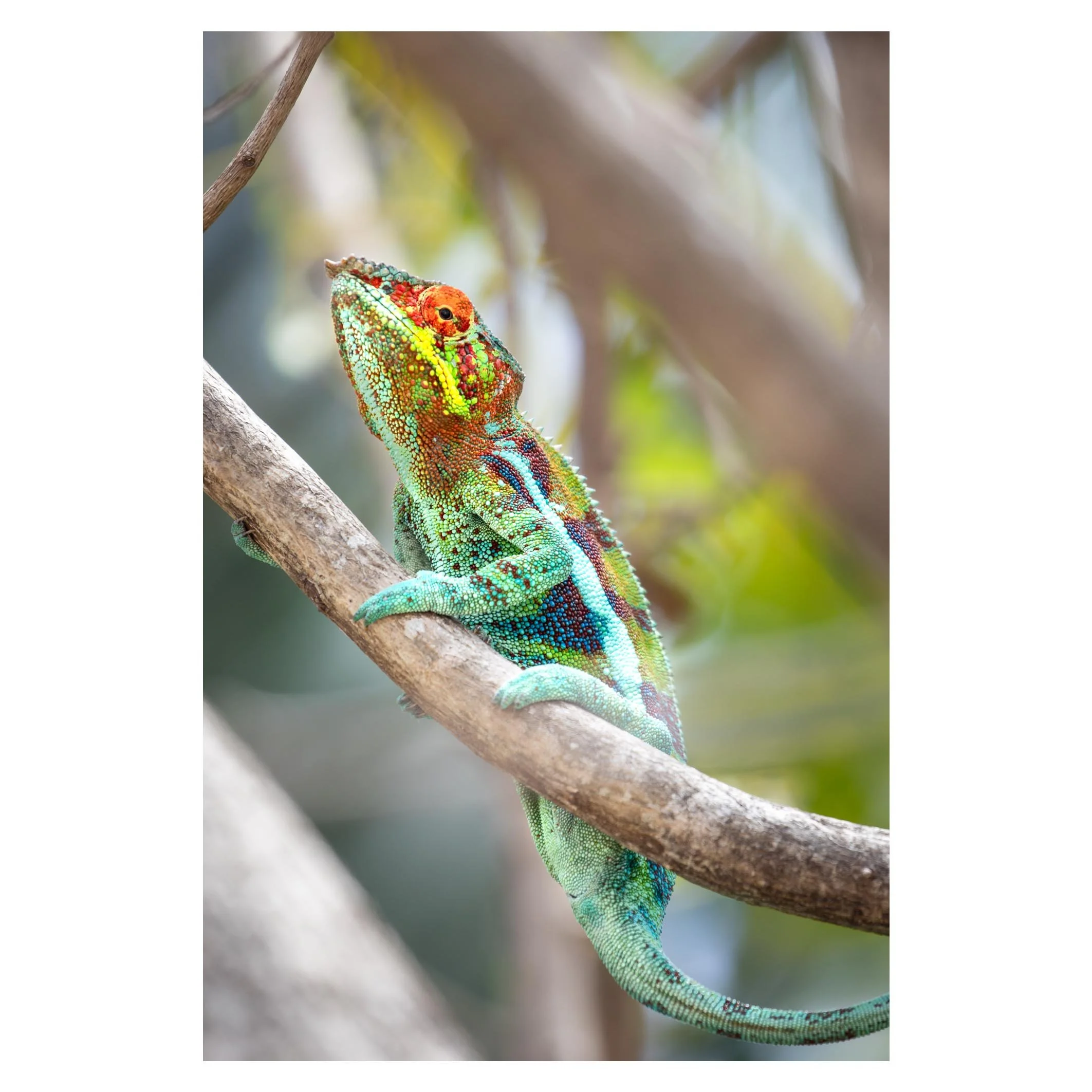 Chameleon, Nosy Tanihely, Madagascar