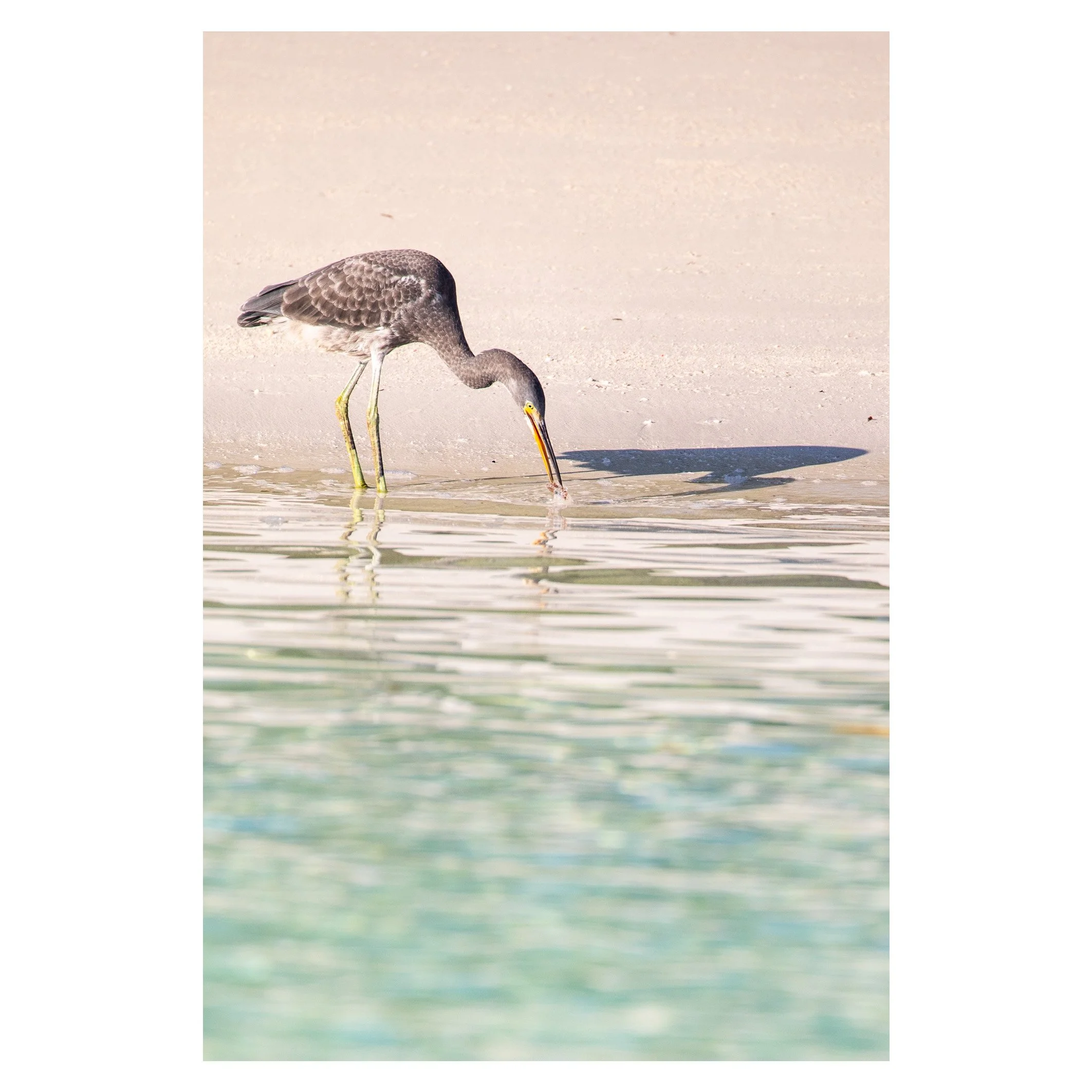 Heron, Aldabra, Seychelles