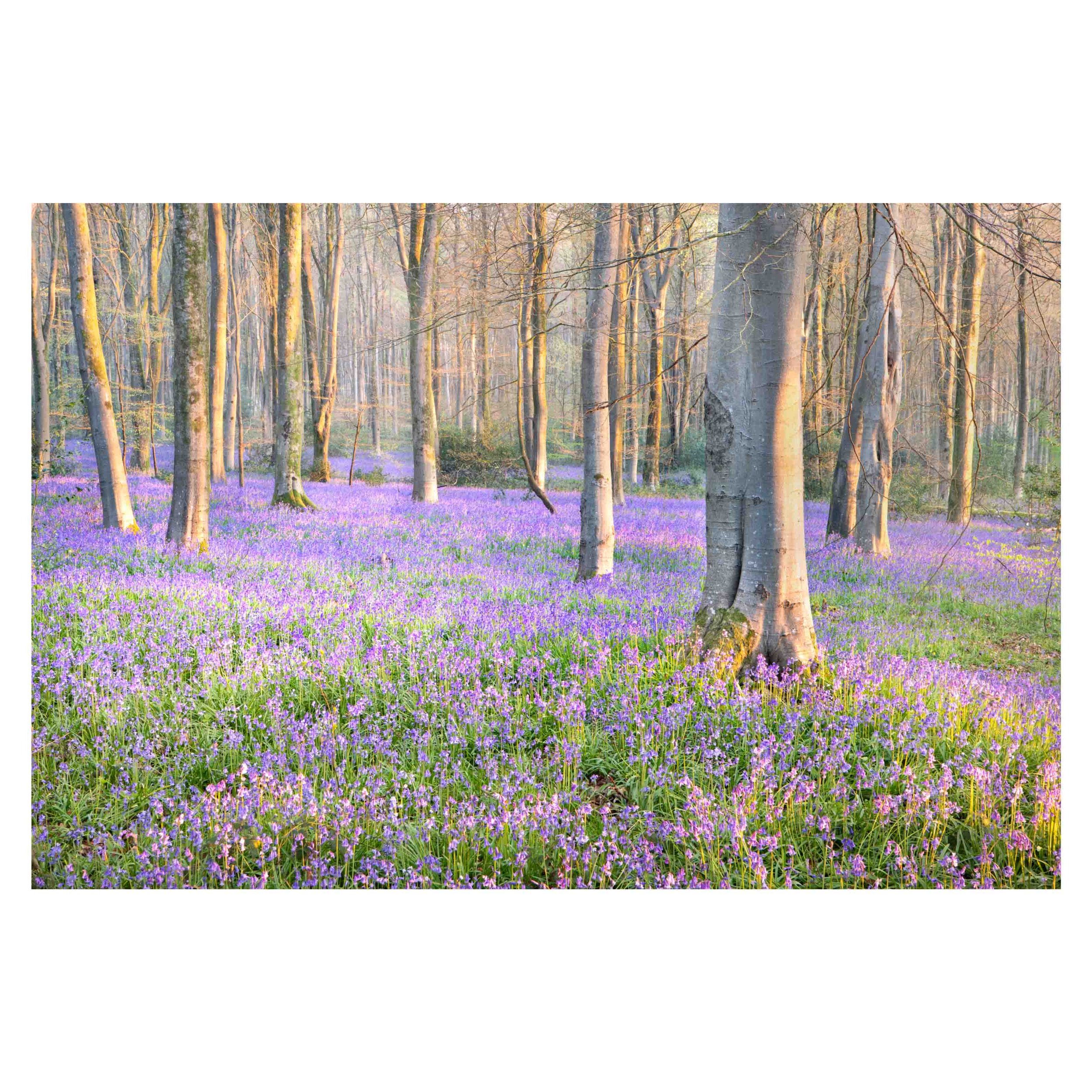 hampshire-bluebells-sunrise-woodland-spring.jpg