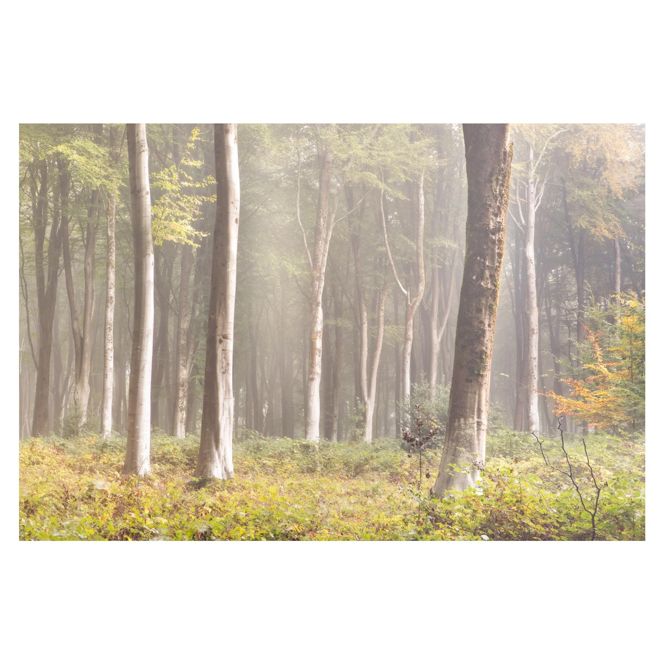 hampshire-autumn-fog-beech-mist.jpg