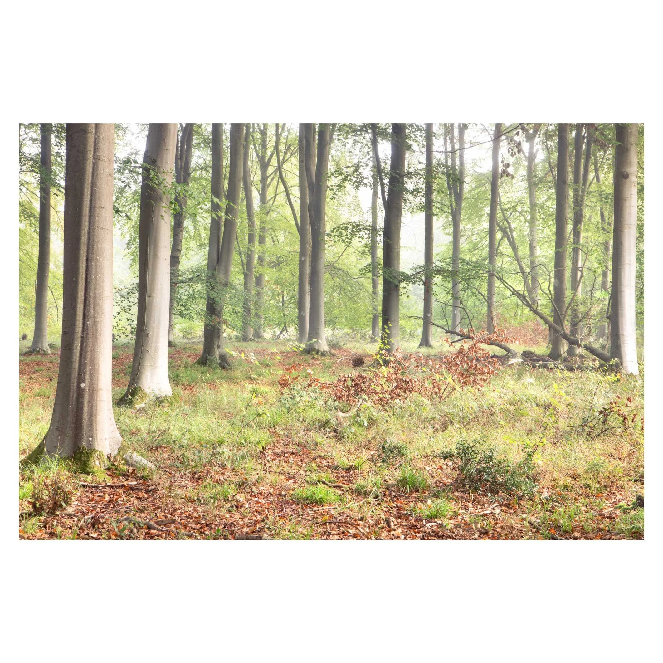 hampshire-micheldever-beech-woodland-autumn-mist.jpg