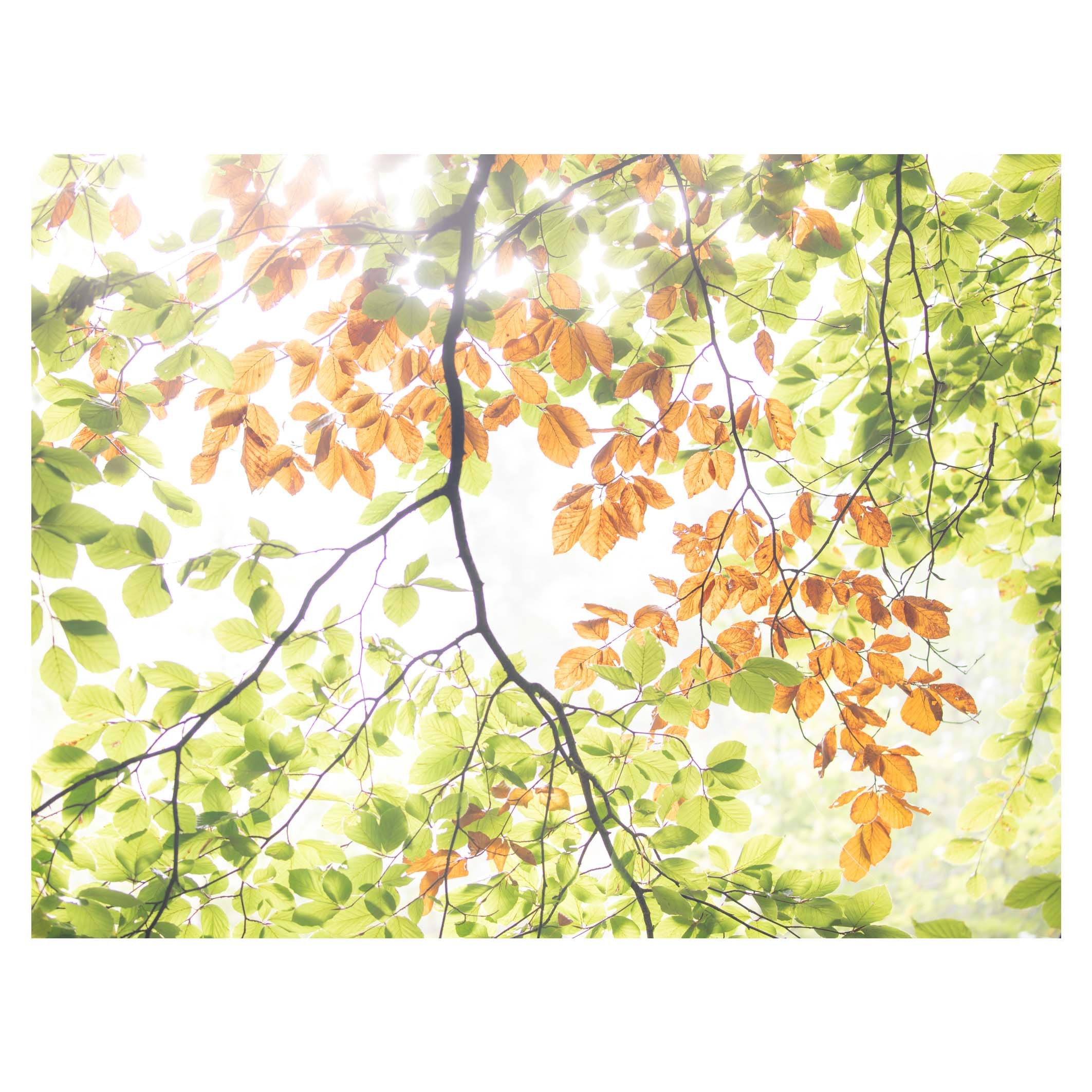 detail-autumn-beech-mist-light.jpg