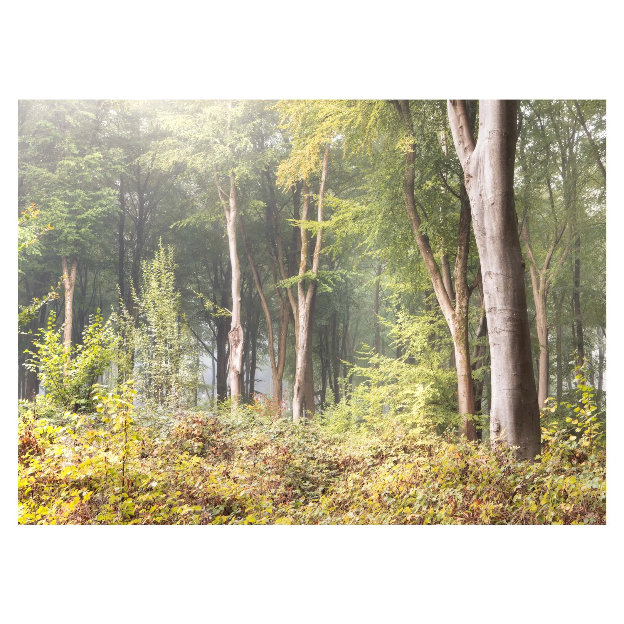hampshire-micheldever-itchen-autumn-fog-woodland.jpg