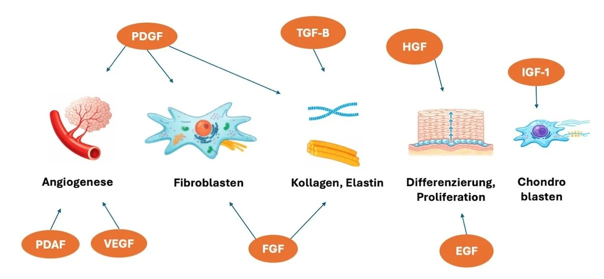 PRP bei Haarausfall - Wie wirkt es?
