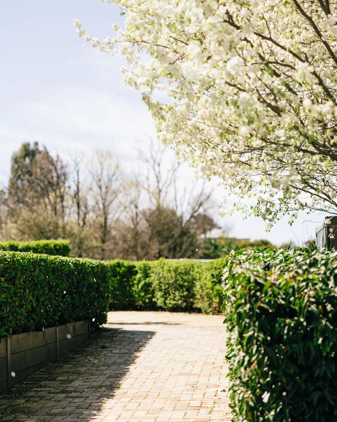 The Sir George gardens in the sunshine. Hard to beat.🍃🌳☀️⁠
⁠
⁠
⁠
#RuralNSW #CountryNSW #Jugiong #CountryPub #CountryGetaway