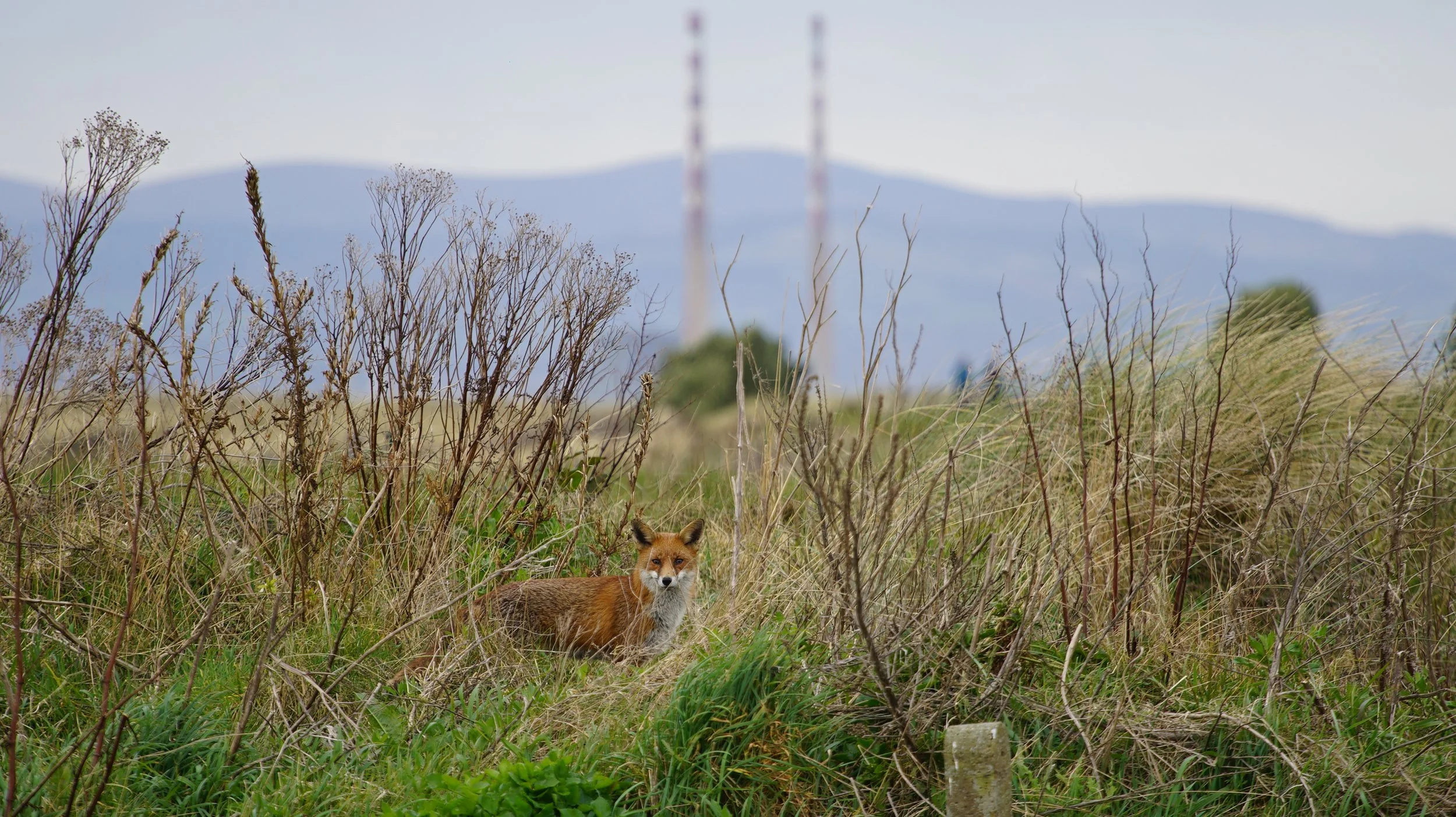 The Fox and The Stacks