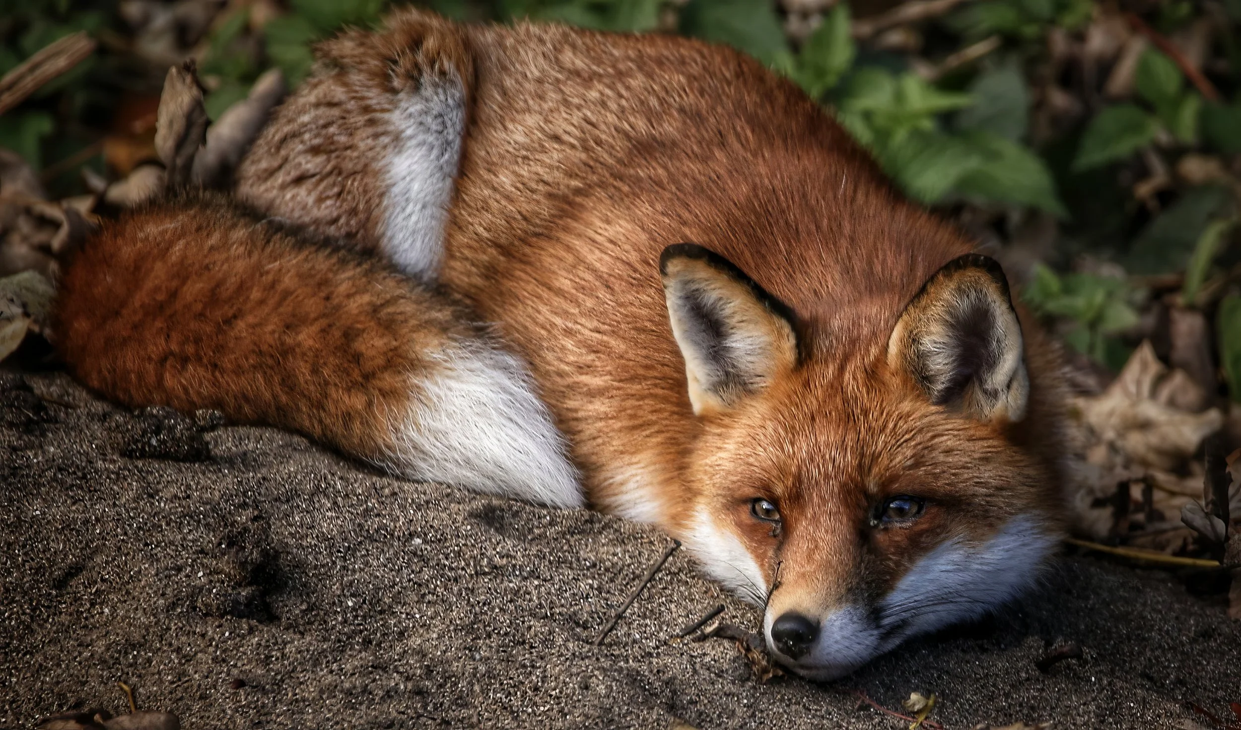 1000073953 (1)-topaz-upscale-2.8x-sharpen.jpg