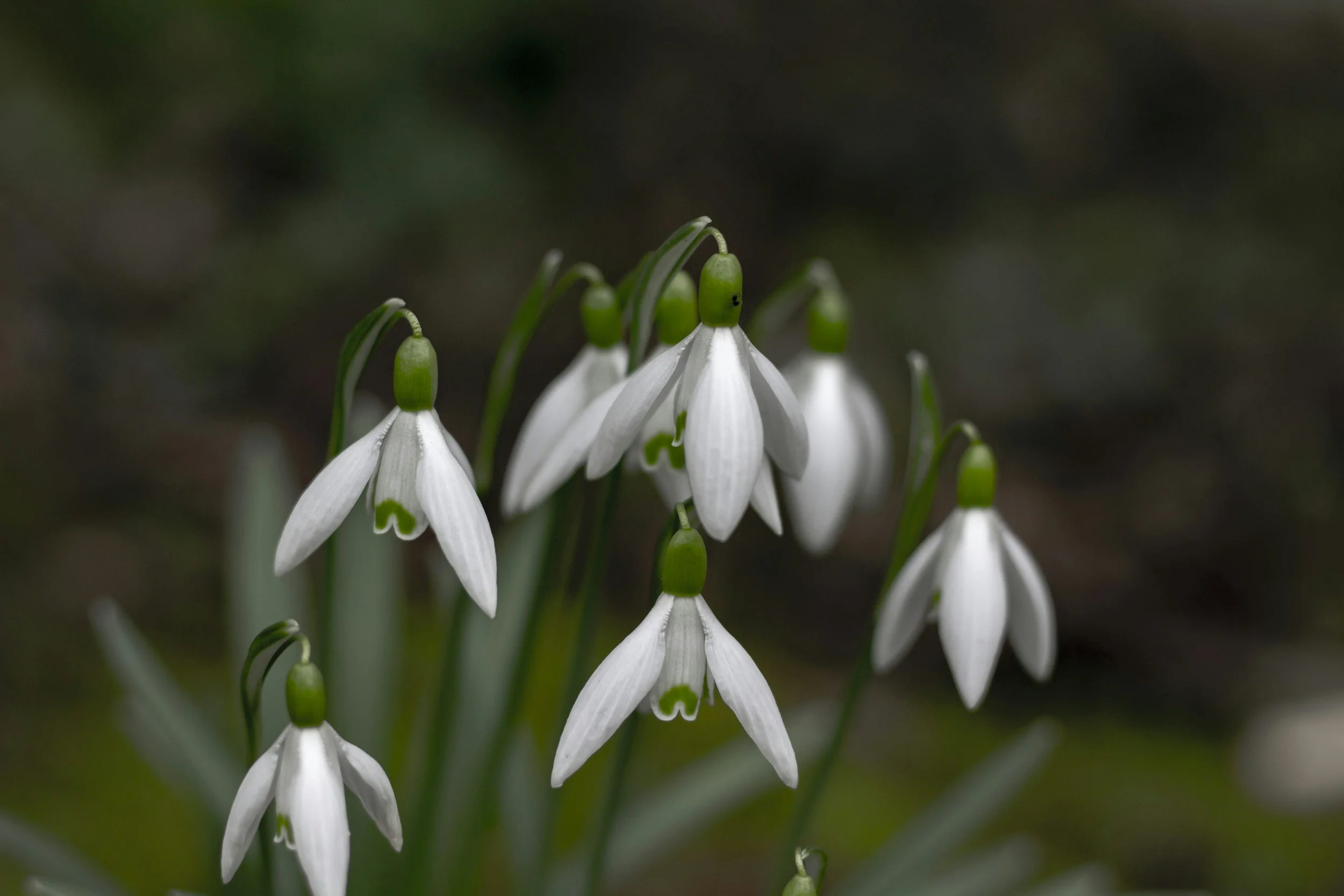 Snowdrop flowers