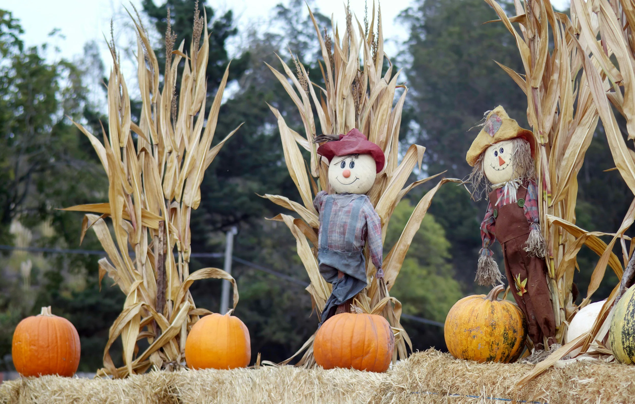 Two scarecrows with pumpkins
