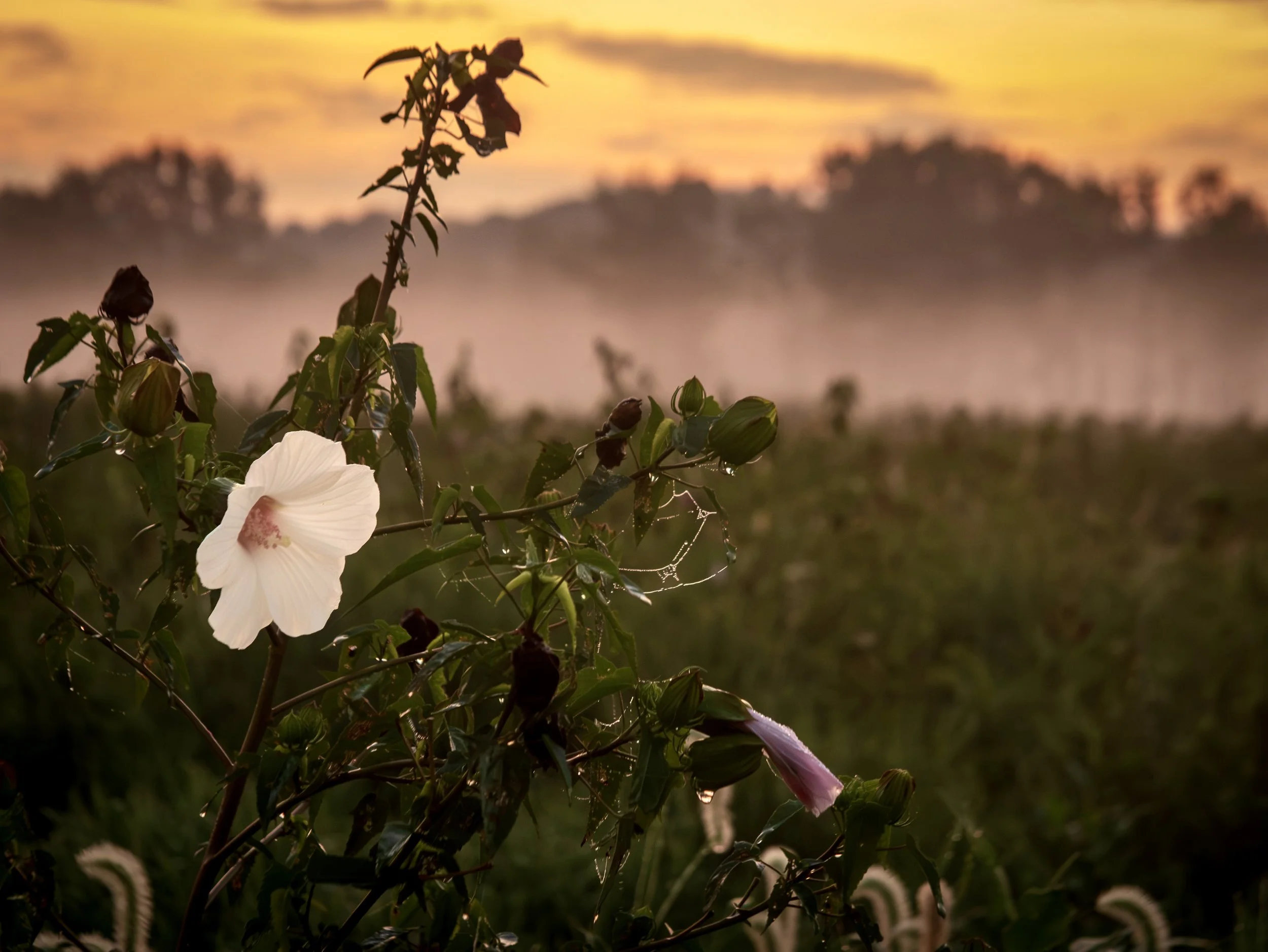 Hibiscus Morning