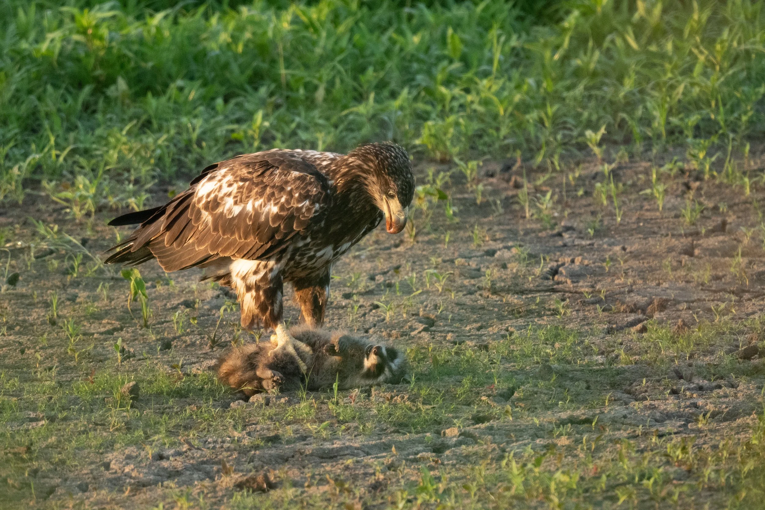 DSC_4035.jpg