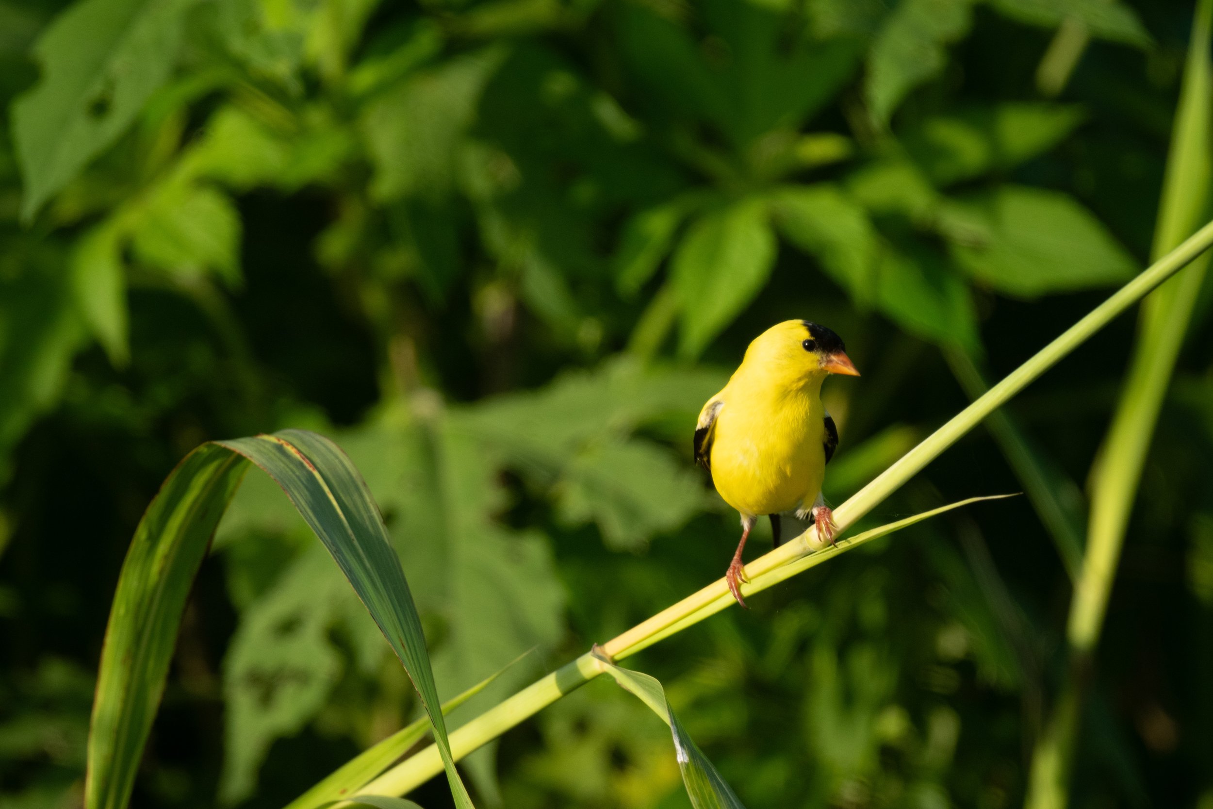 Golden Hour Goldfinch.jpg