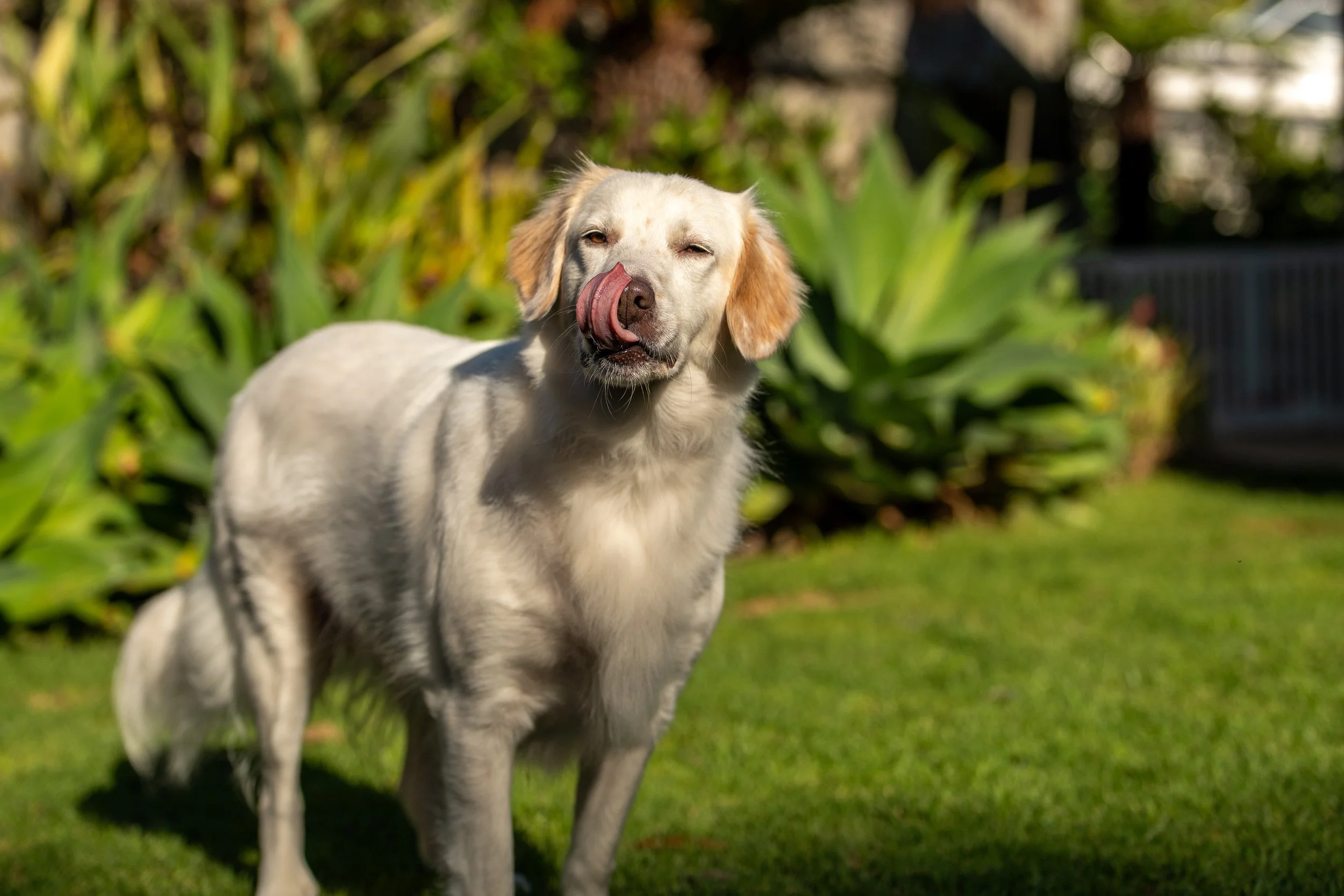 IVY (Tongue out).jpg