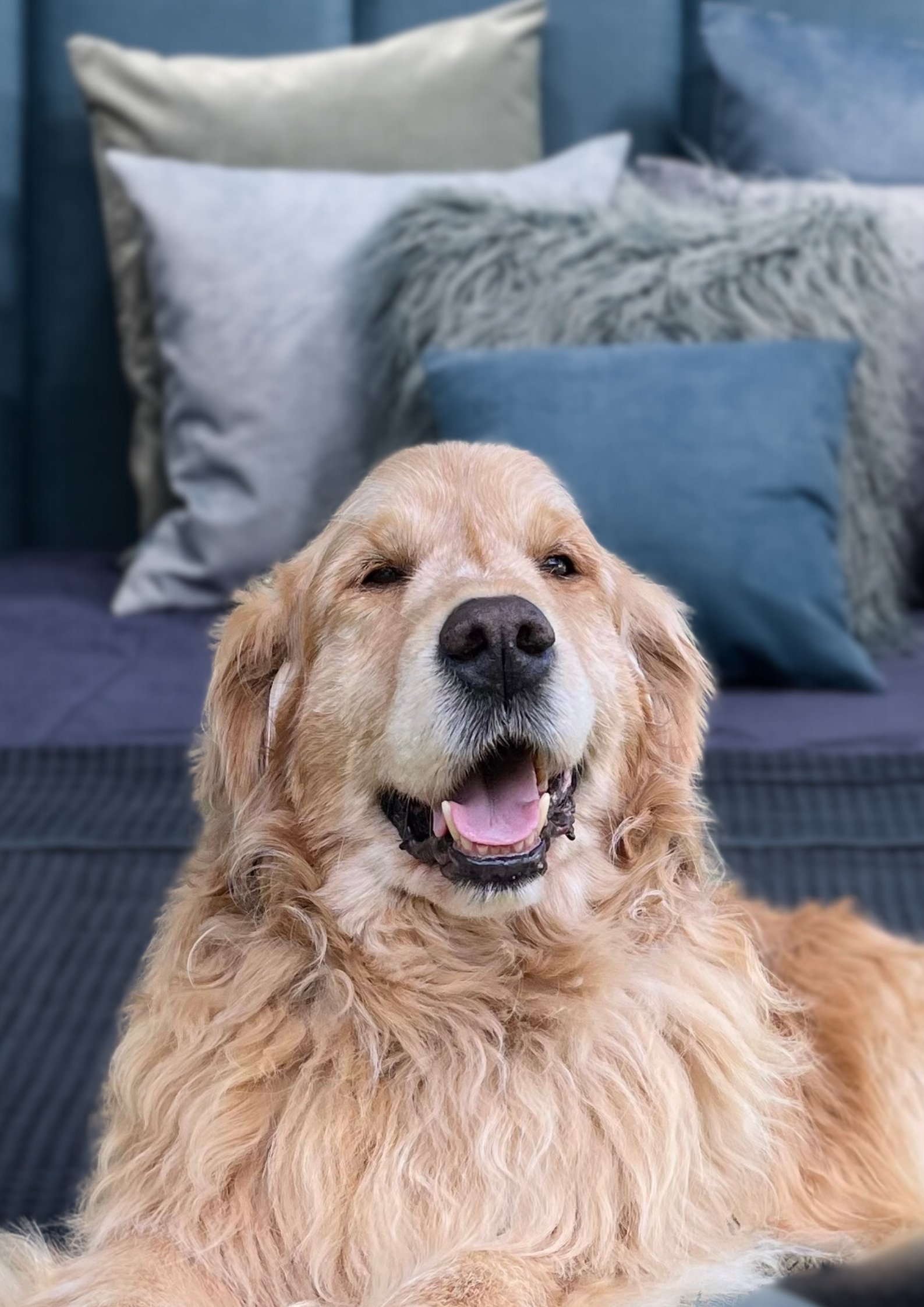 About Us — Rescuing Golden Retrievers In Victoria Inc.