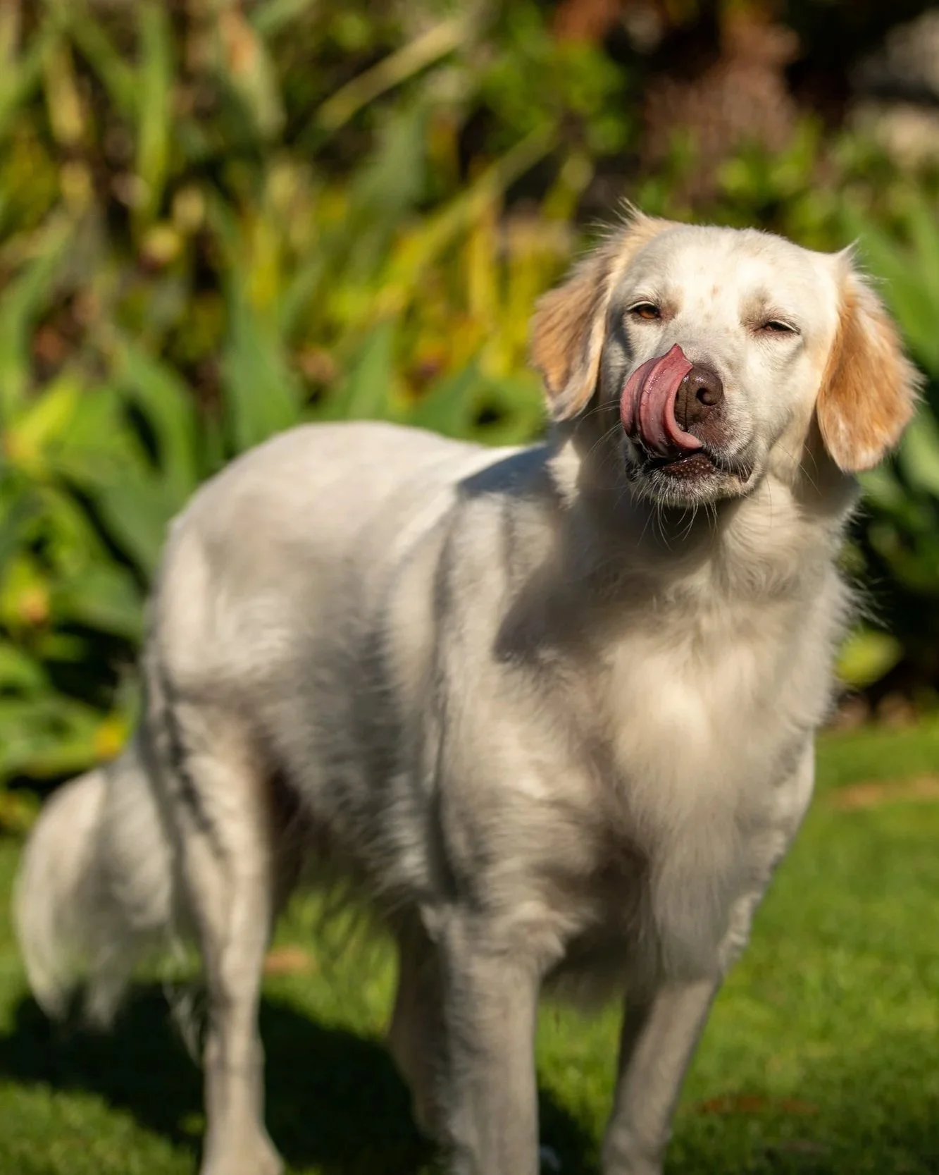 Adopt — Rescuing Golden Retrievers In Victoria Inc.