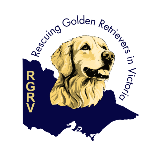 Adopt Rescuing Golden Retrievers In Victoria Inc adopt-rescuing-golden-retrievers-in-victoria-inc